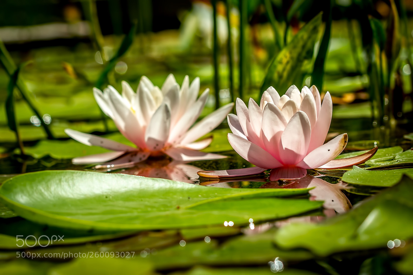 Canon EOS 7D sample photo. Twins photography