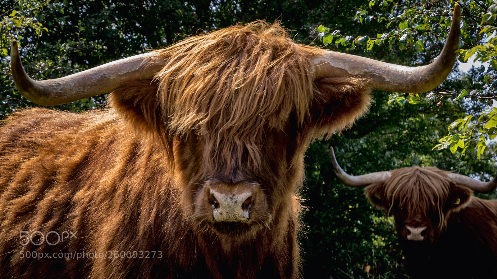 Sony ILCA-77M2 sample photo. The highlanders photography