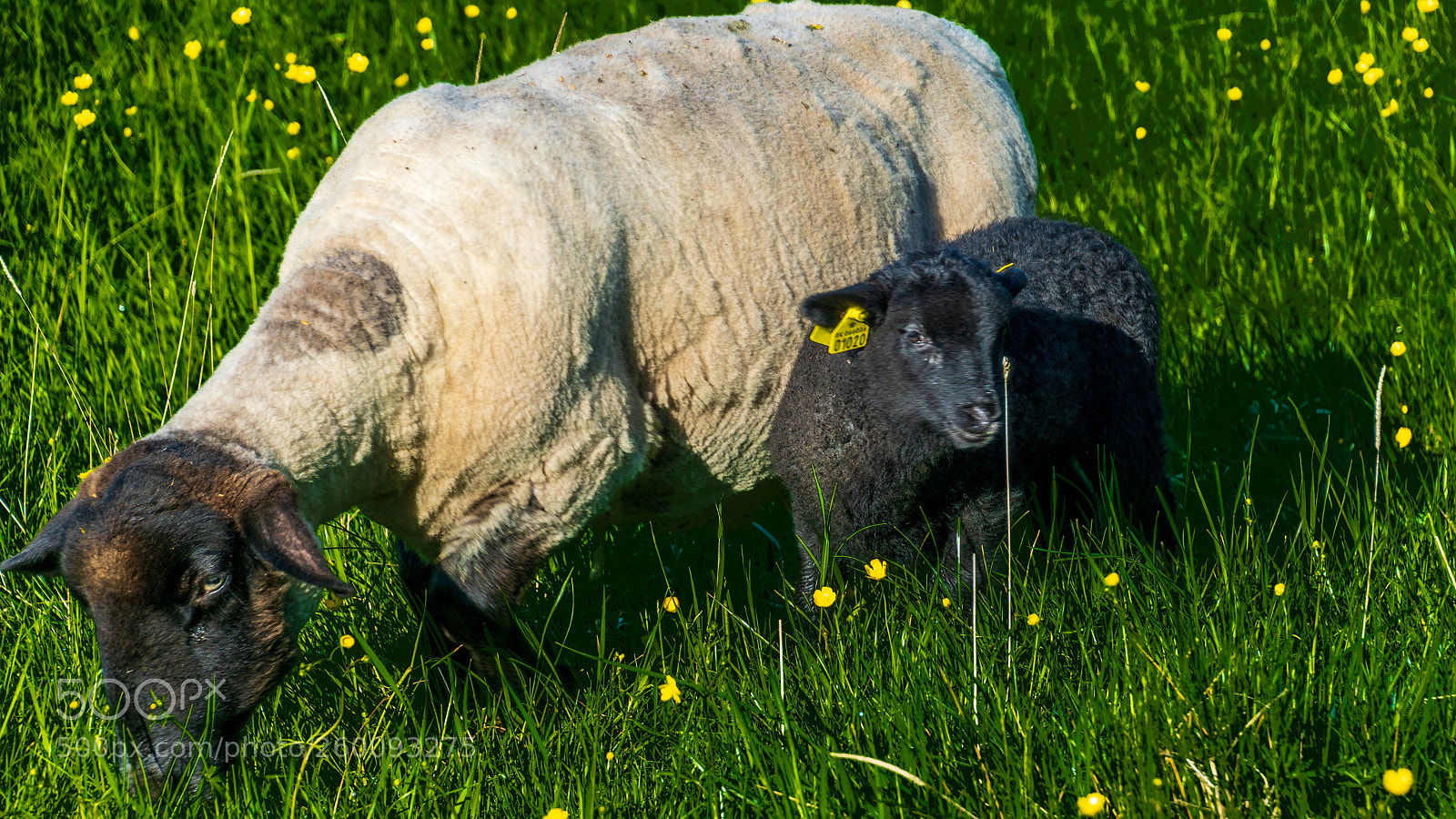 Sony ILCA-77M2 sample photo. The little black lamb photography