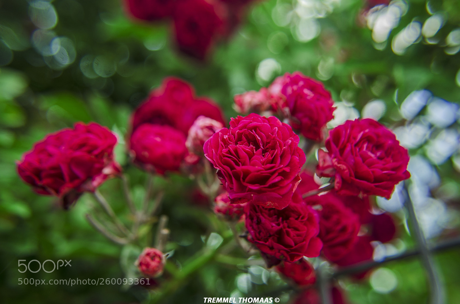 Nikon D5100 sample photo. A bouquet of red photography