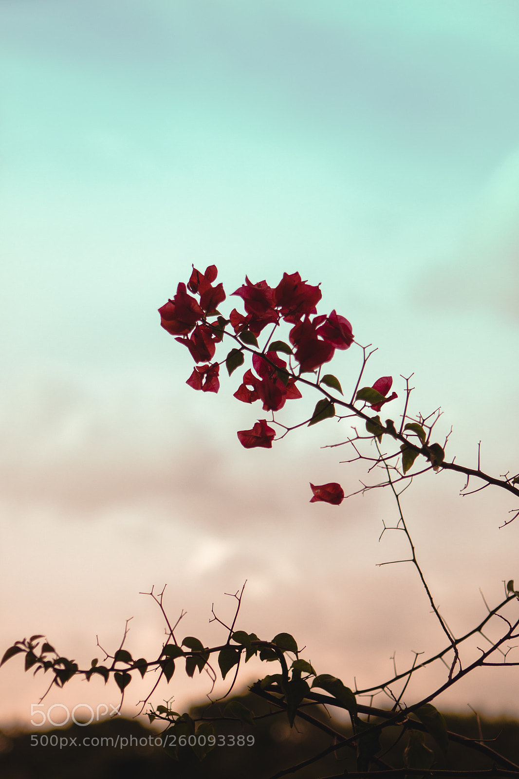 Canon EOS 70D sample photo. A rose by any photography