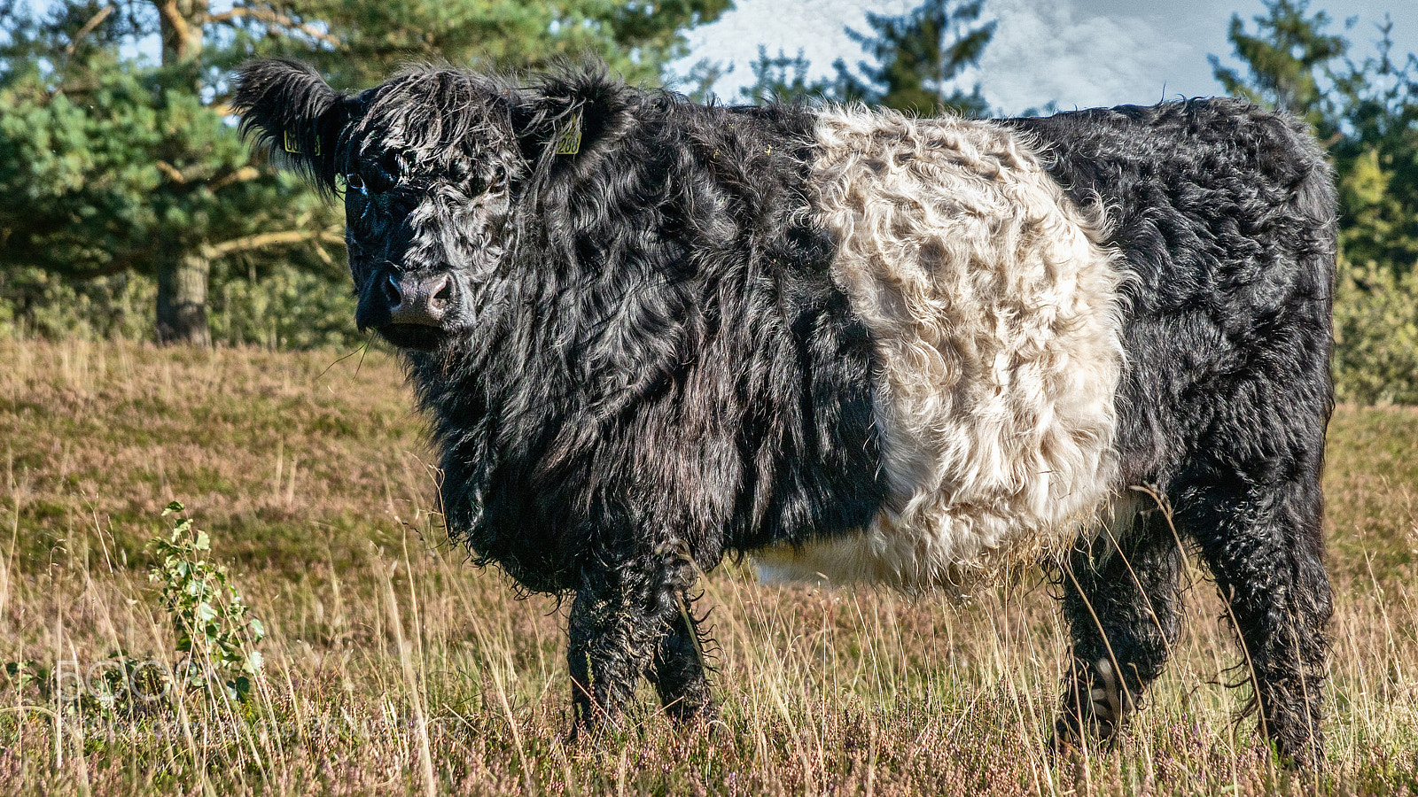 Sony ILCA-77M2 sample photo. Black and white cow photography