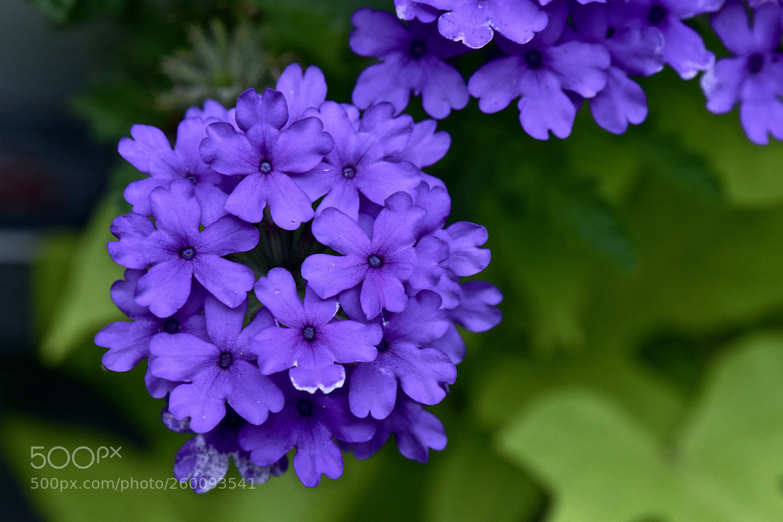 Nikon D810 sample photo. Purple photography