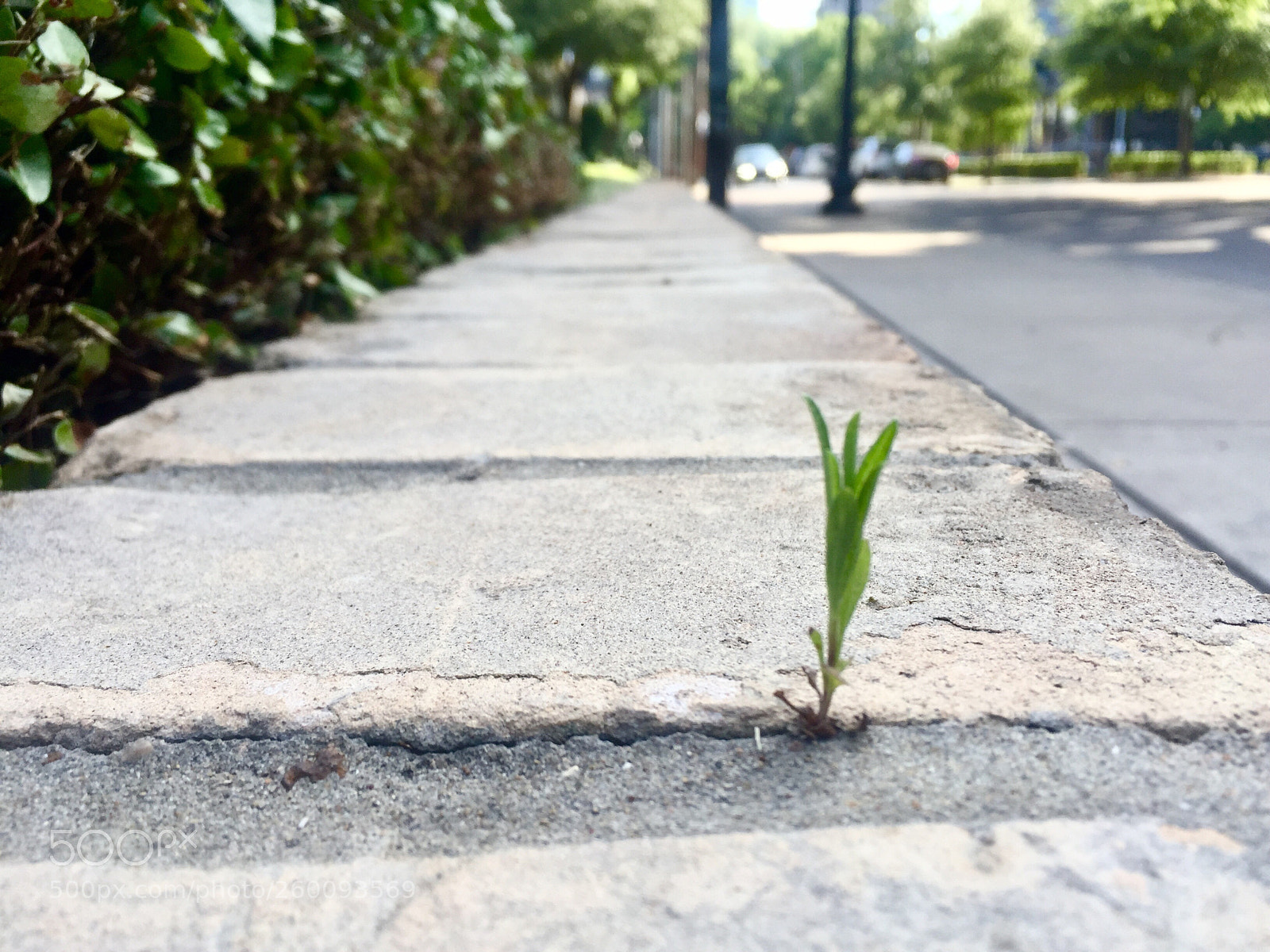 Apple iPhone 6 sample photo. Unlikely beginnings photography