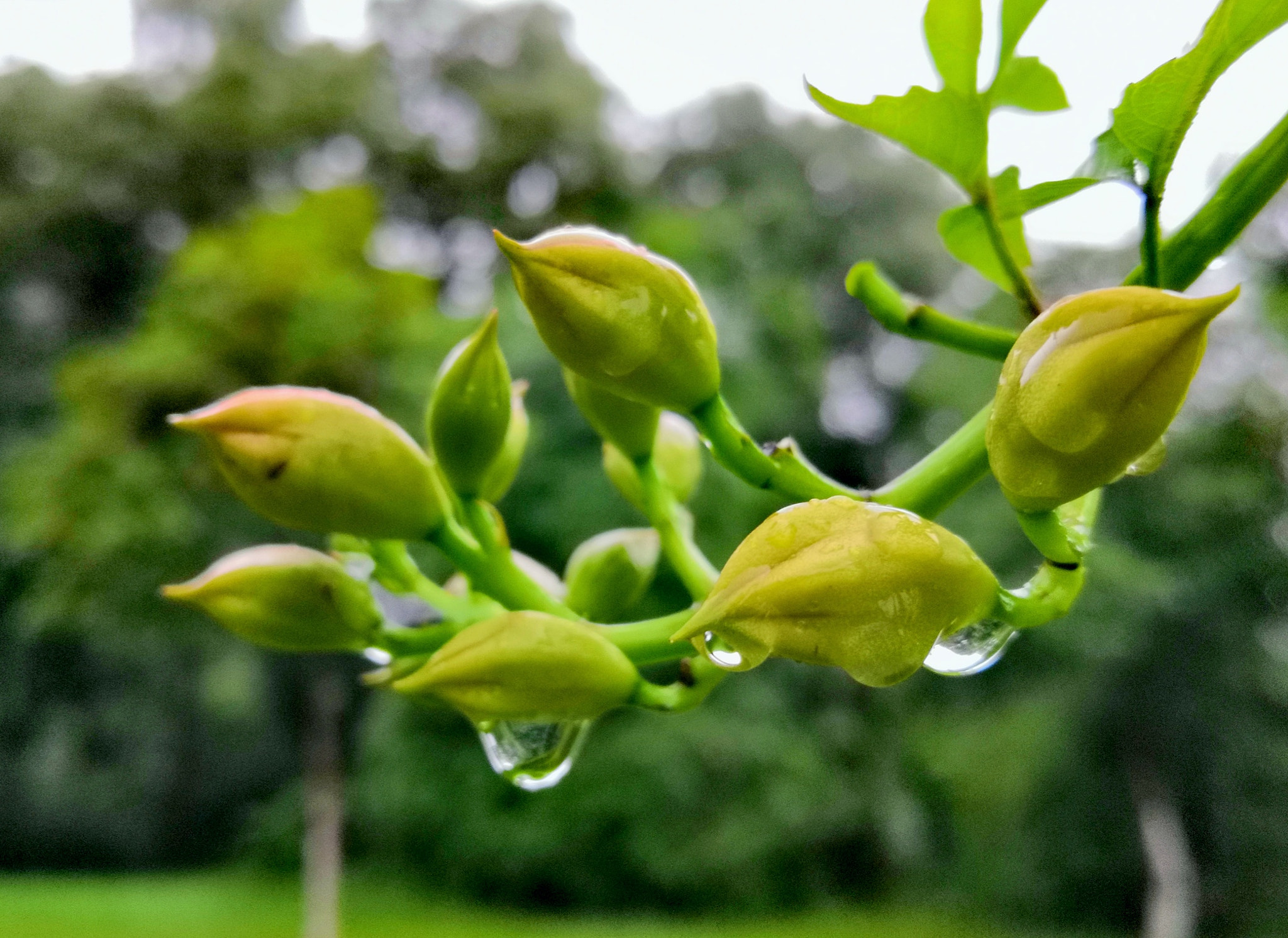 HUAWEI Honor 10 sample photo. Waterdrop photography