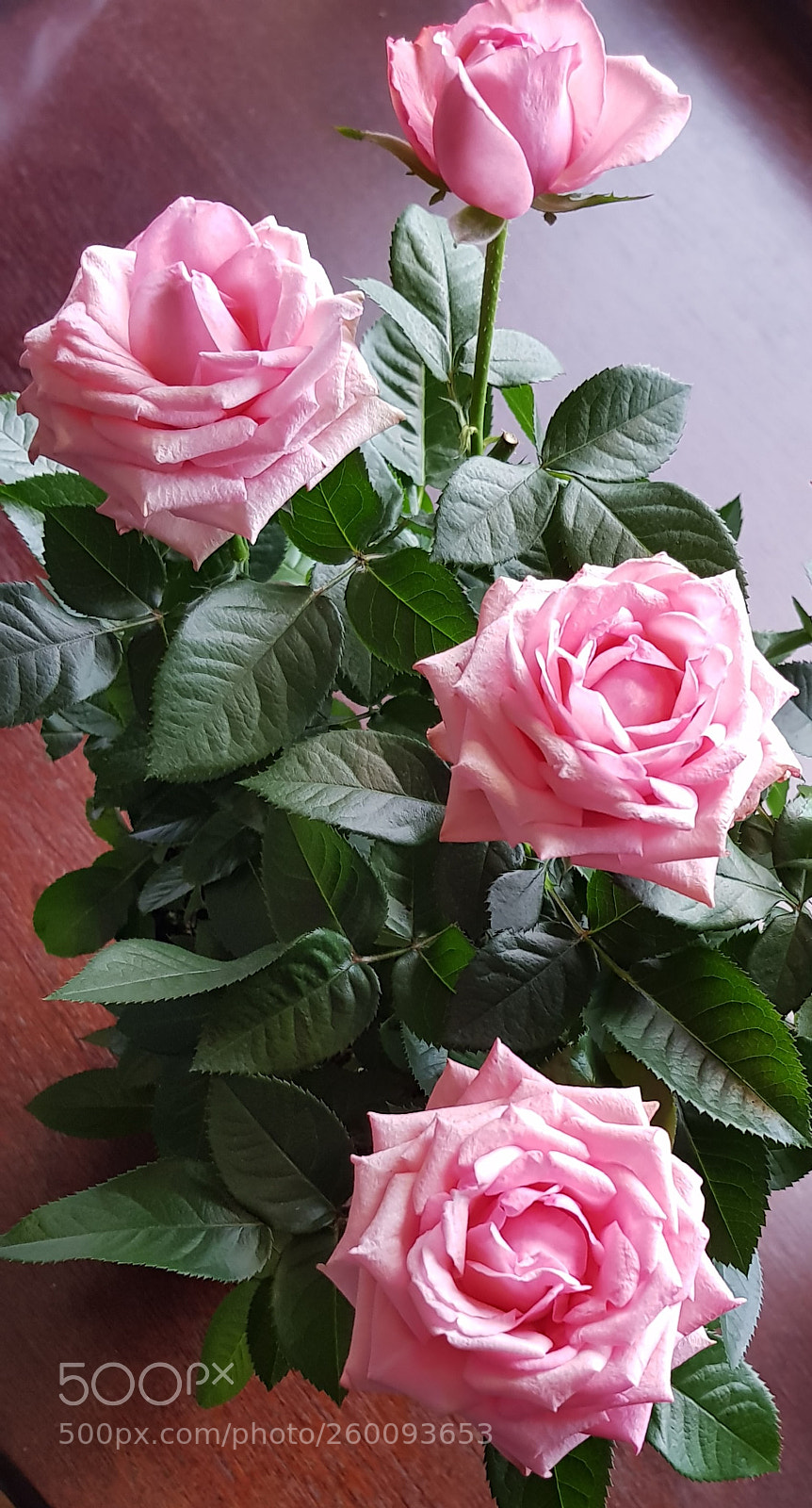 Samsung Galaxy S8 sample photo. Roses are...pink photography