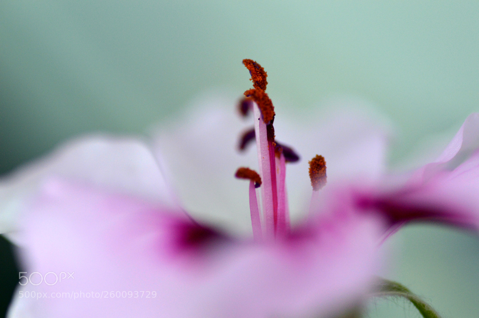 Nikon D3200 sample photo. Detalles   de    primavera photography