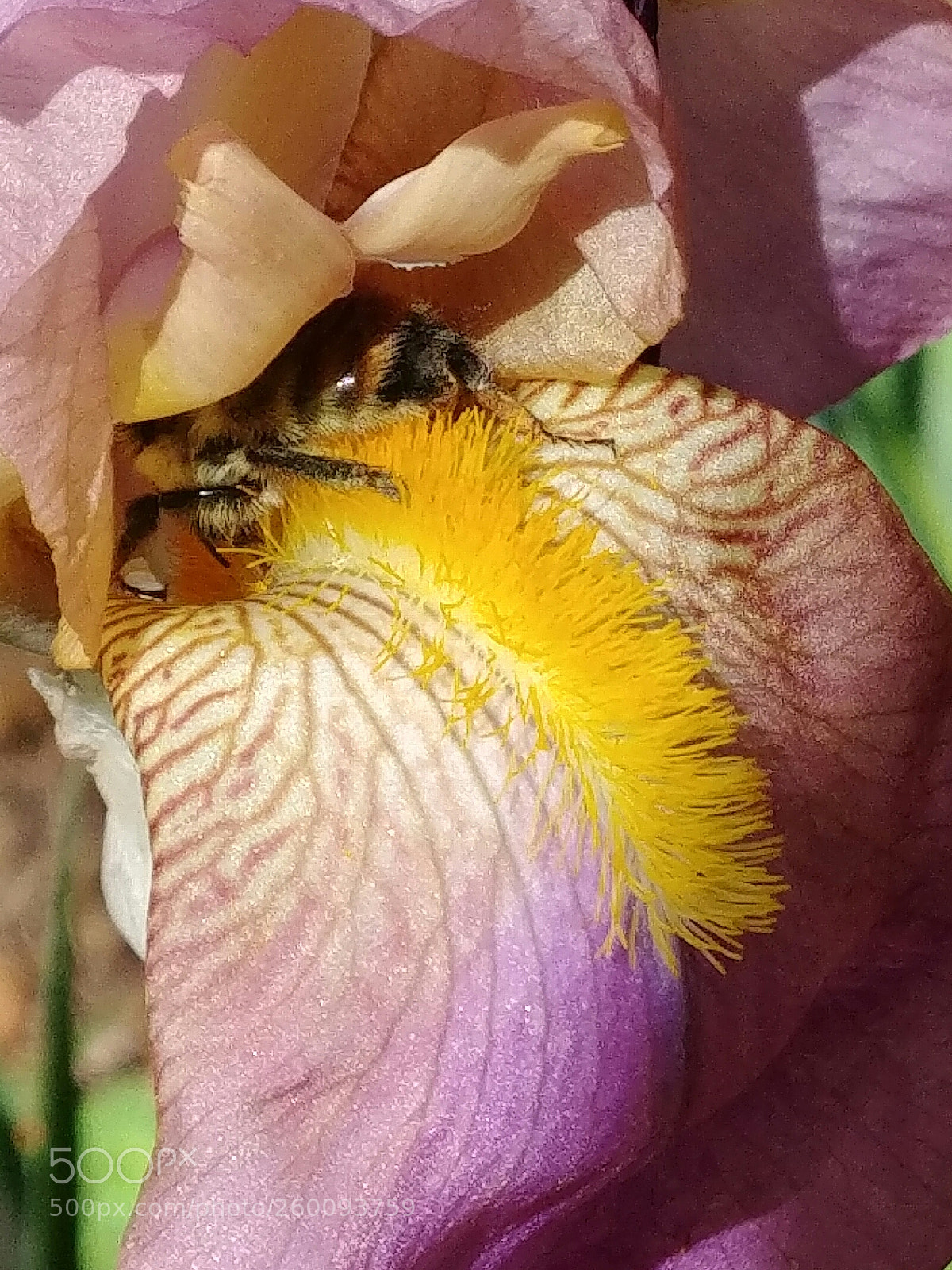LG G6 sample photo. Bee busy photography