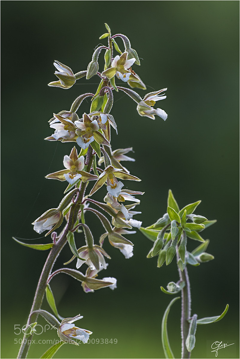 Nikon D610 sample photo. Epipactis palustris photography