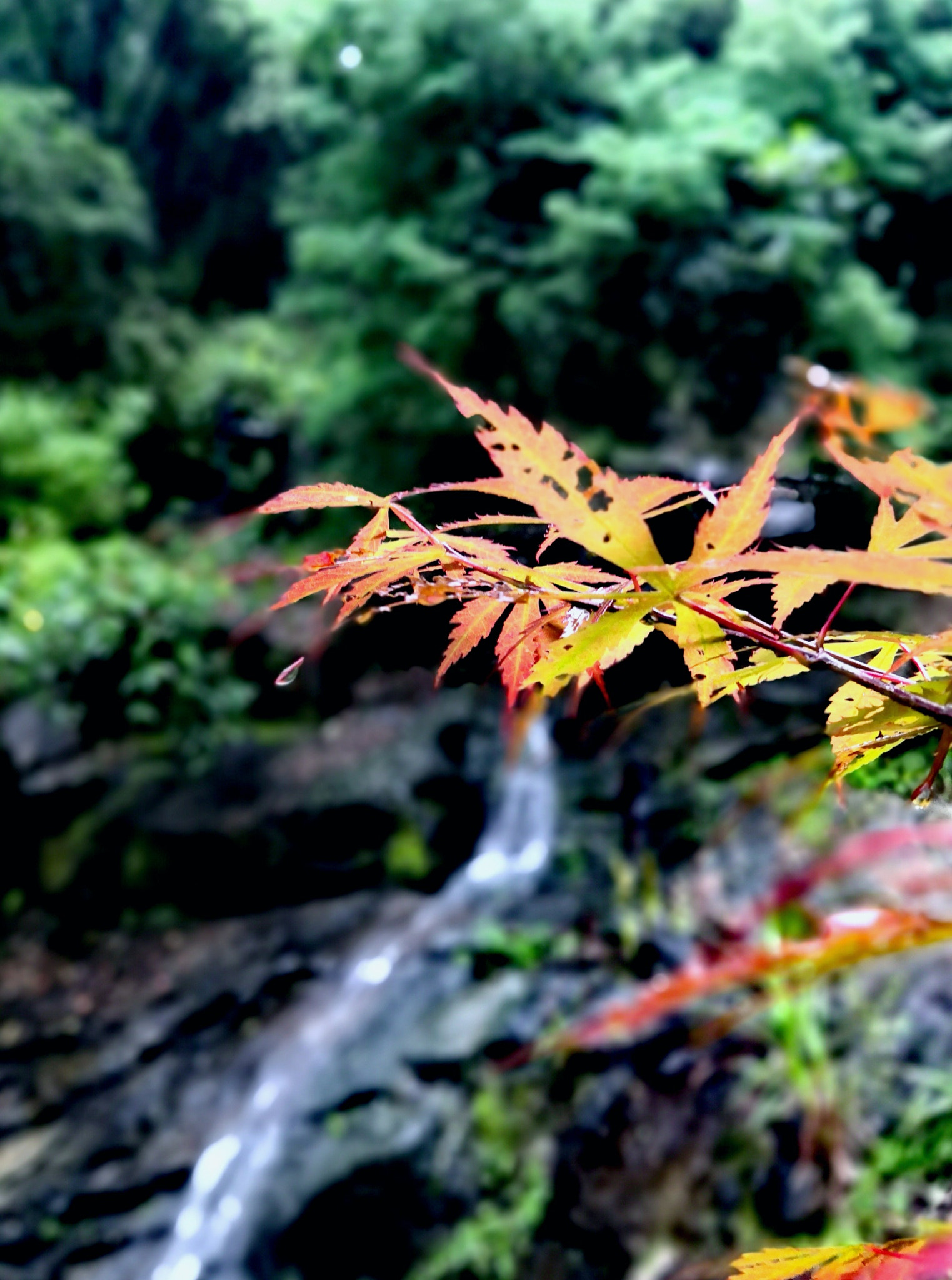 HUAWEI Honor 10 sample photo. Leaves photography