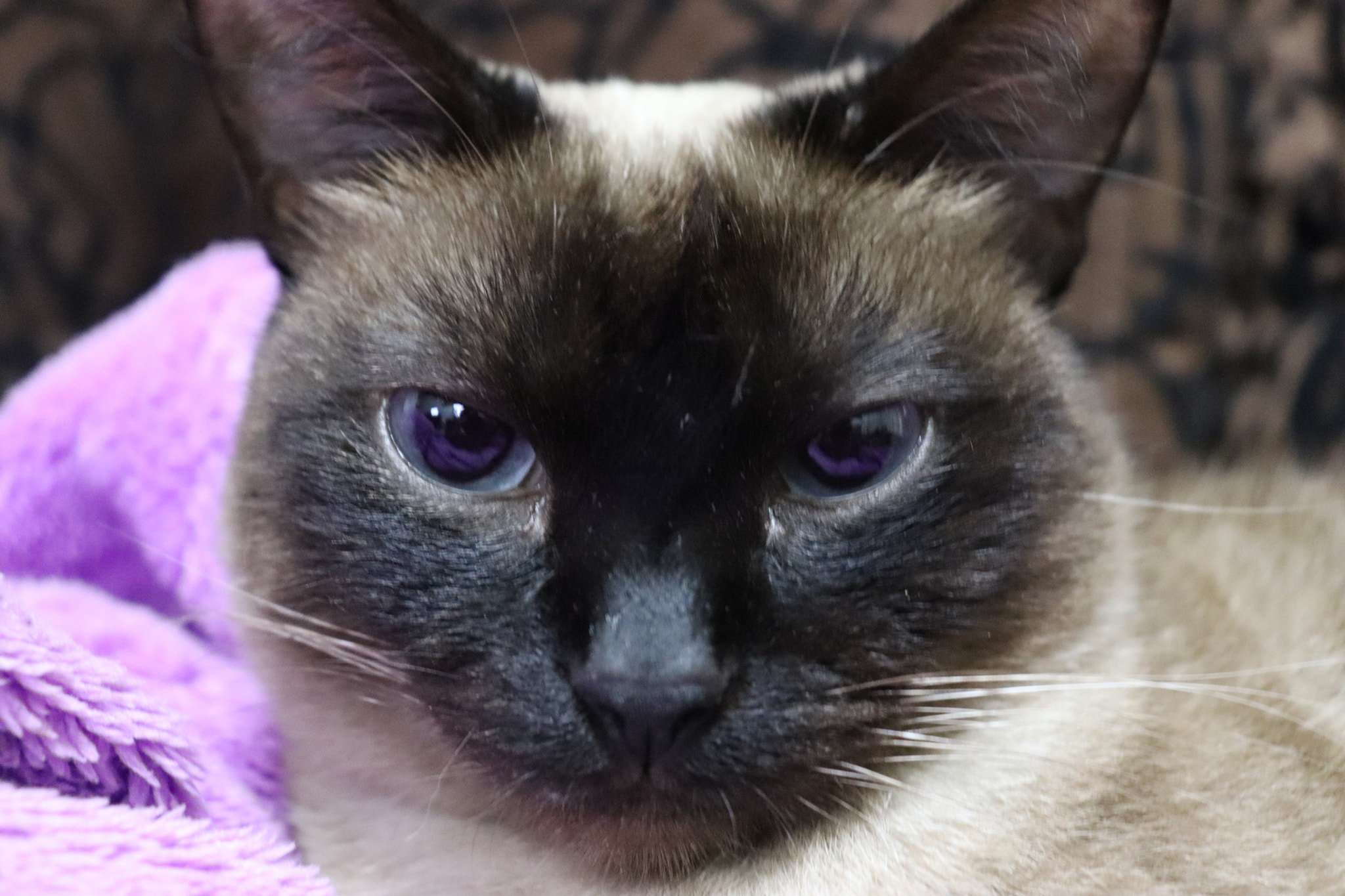 Canon EOS 800D (EOS Rebel T7i / EOS Kiss X9i) sample photo. Gatinha linda photography