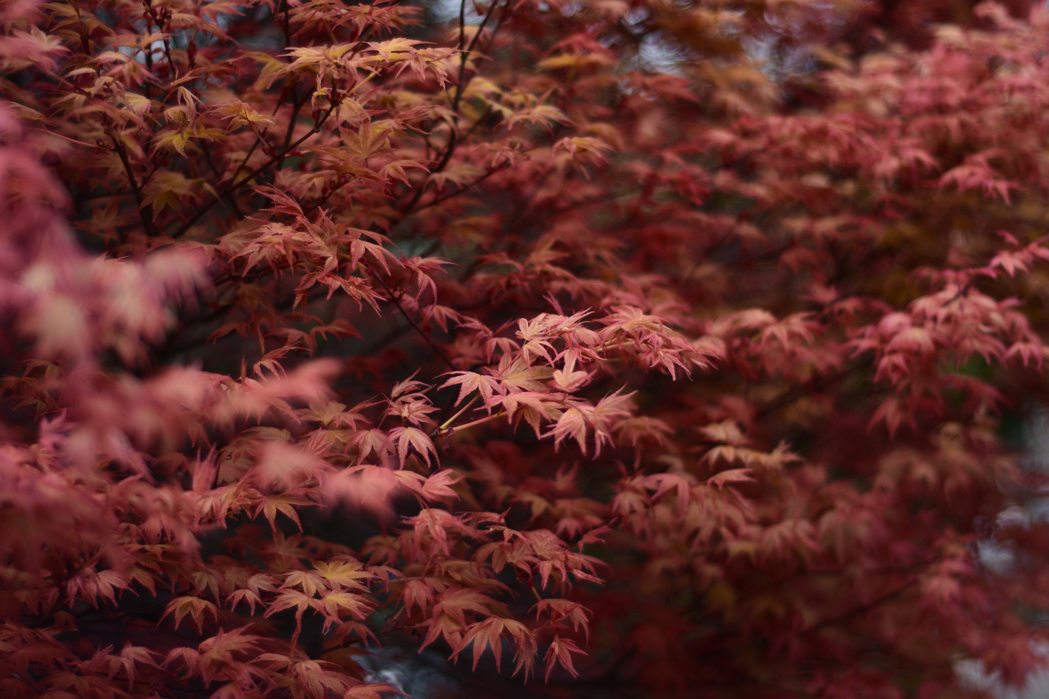 Nikon AF Nikkor 50mm F1.8D sample photo. Dsc photography