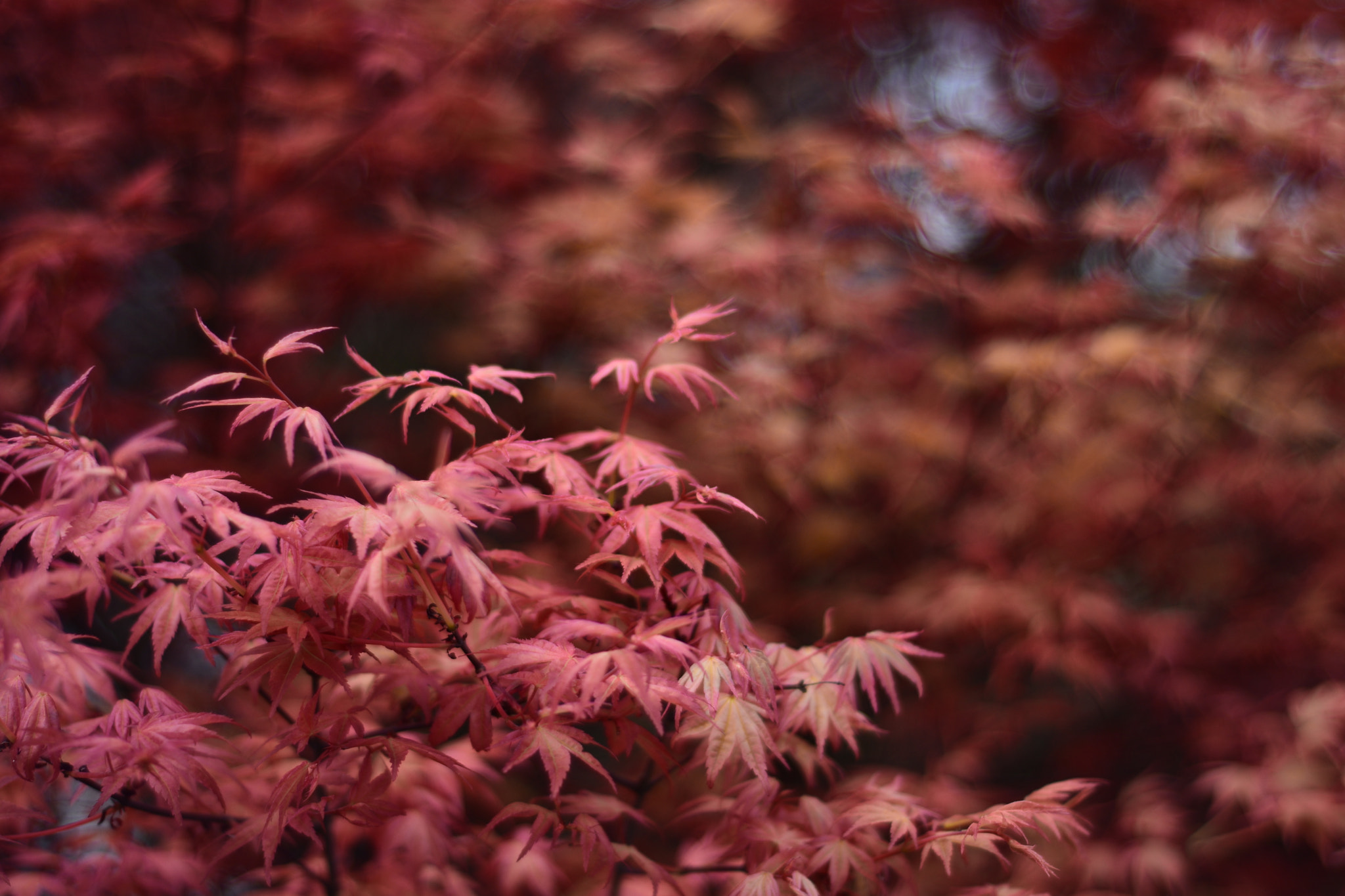 Nikon AF Nikkor 50mm F1.8D sample photo. Dsc photography