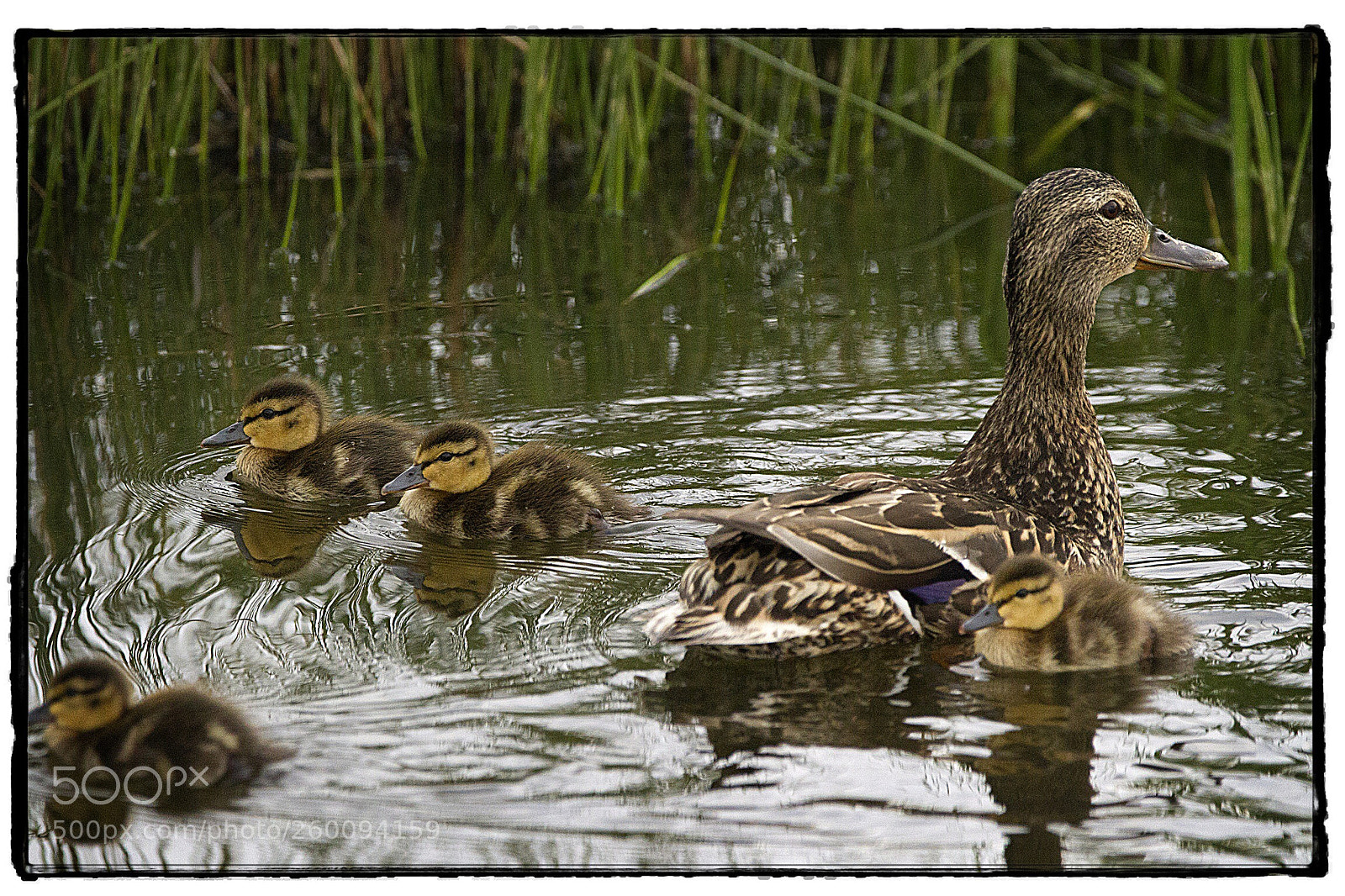 Canon EOS 7D sample photo. Mother mallard. photography