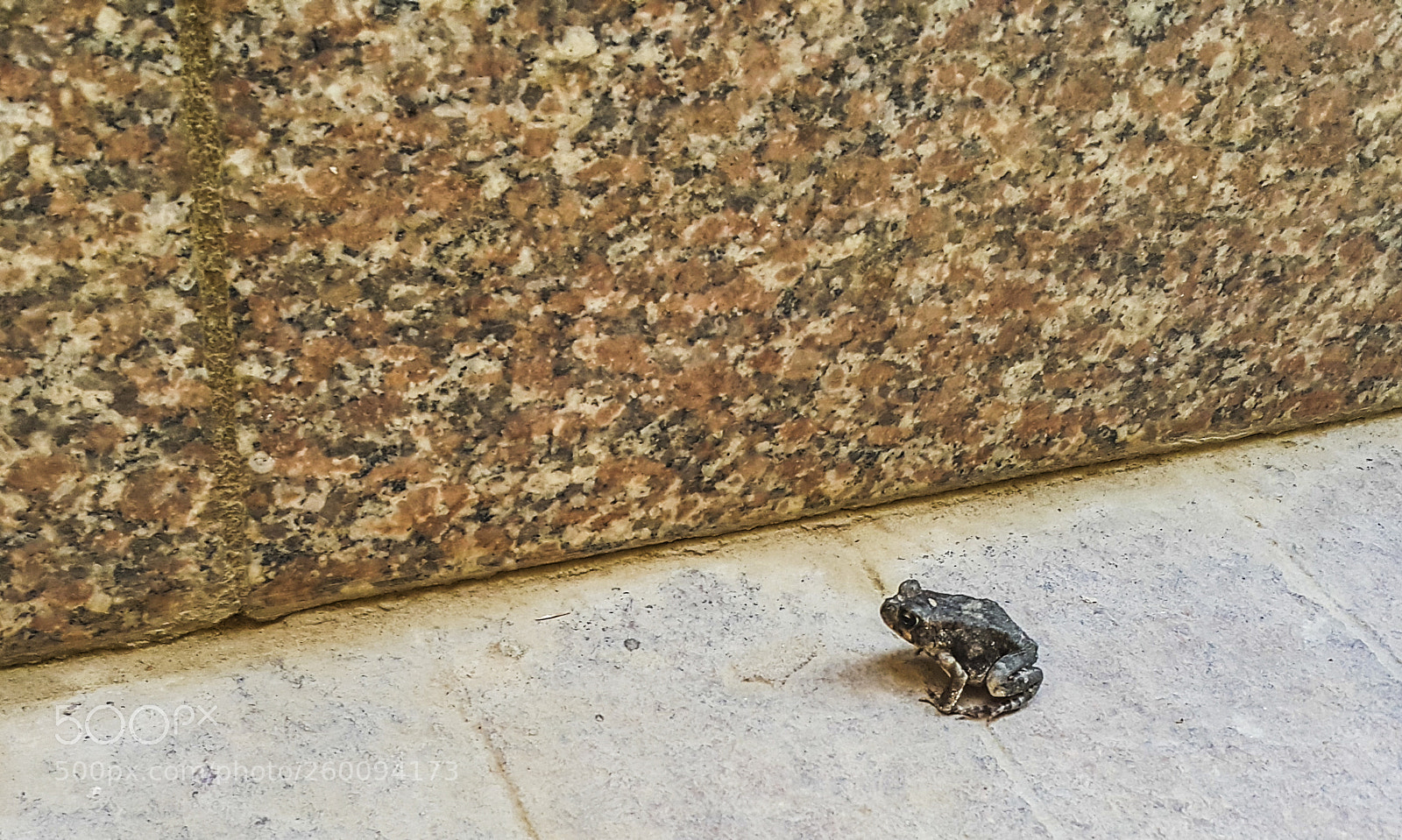Samsung Galaxy Note4 sample photo. Frog on campus photography