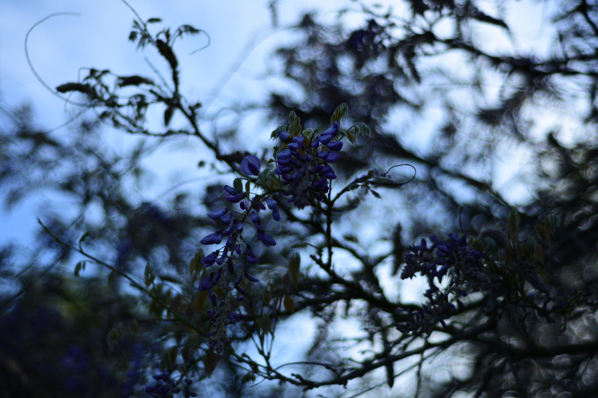 Nikon AF Nikkor 50mm F1.8D sample photo. Dsc photography