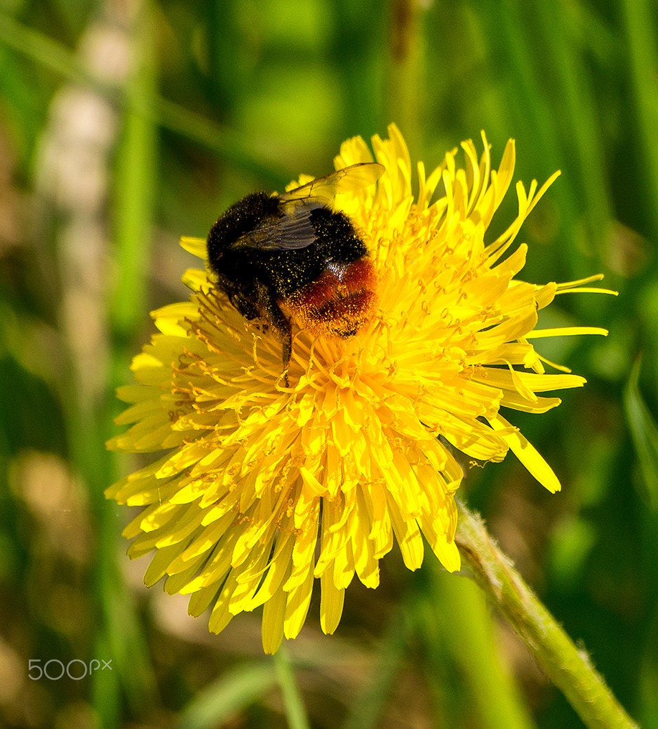 Sony SLT-A57 sample photo. Insect photography