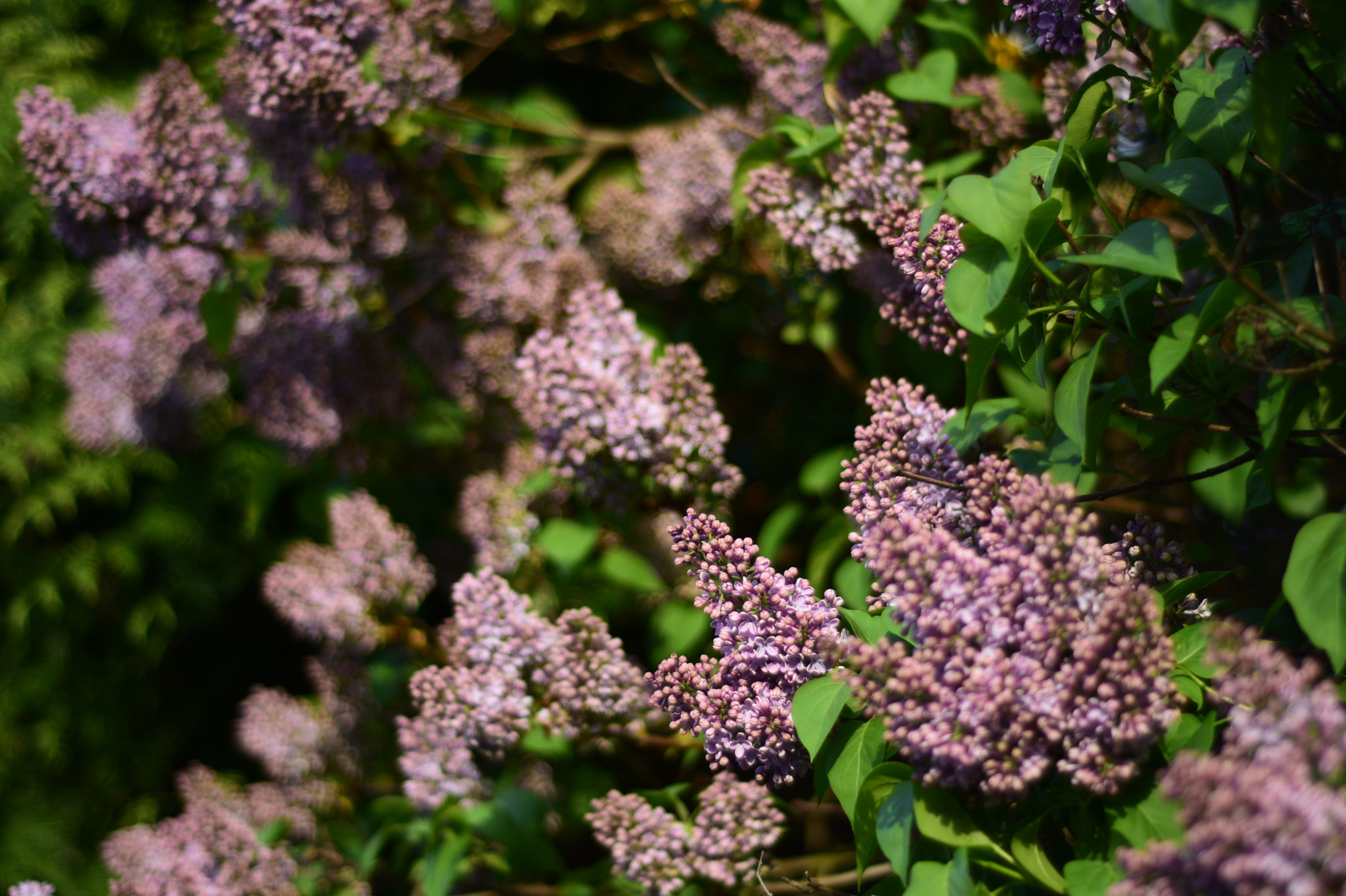 Nikon AF Nikkor 50mm F1.8D sample photo. Dsc photography