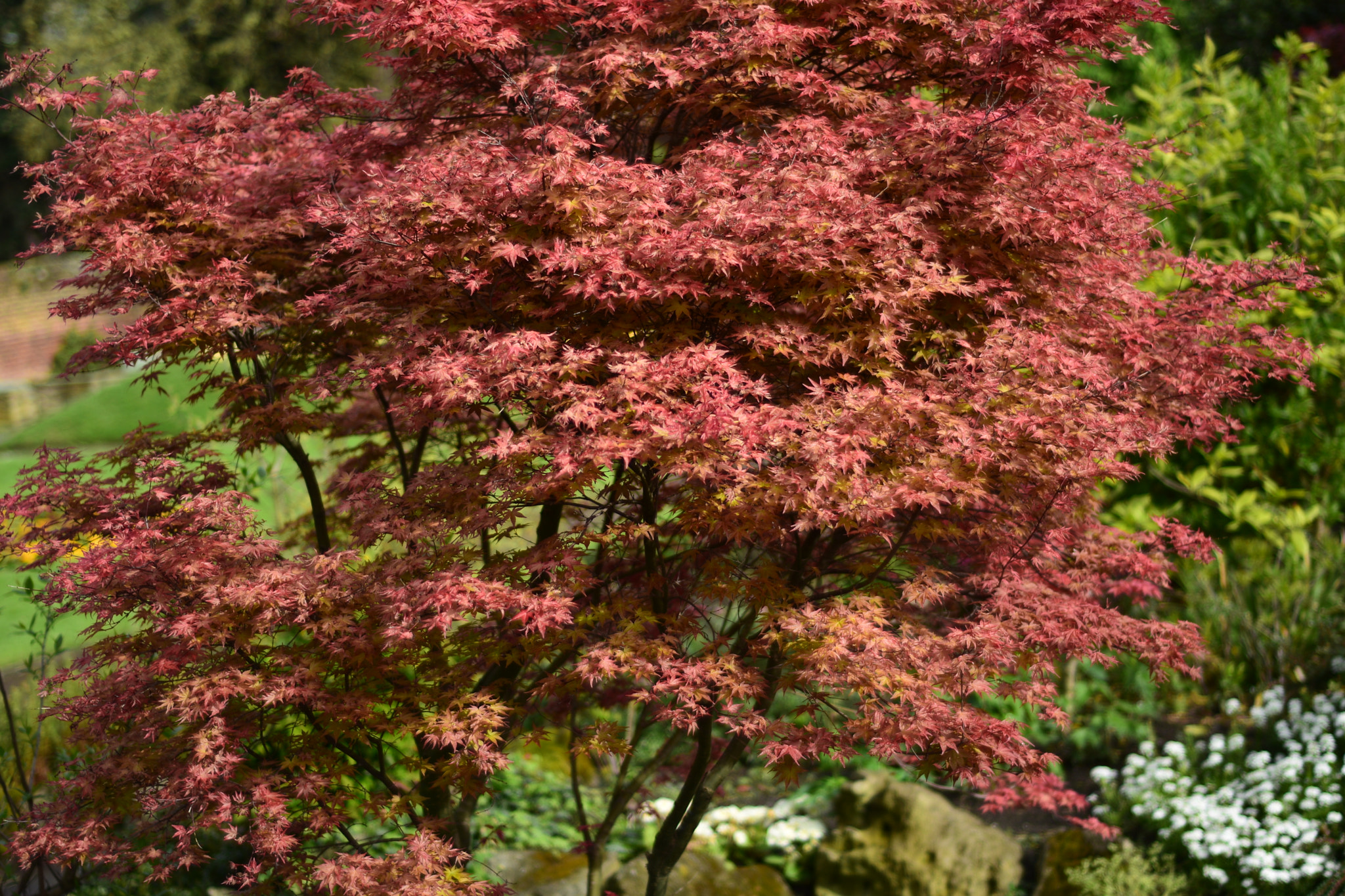 Nikon AF Nikkor 50mm F1.8D sample photo. Dsc photography