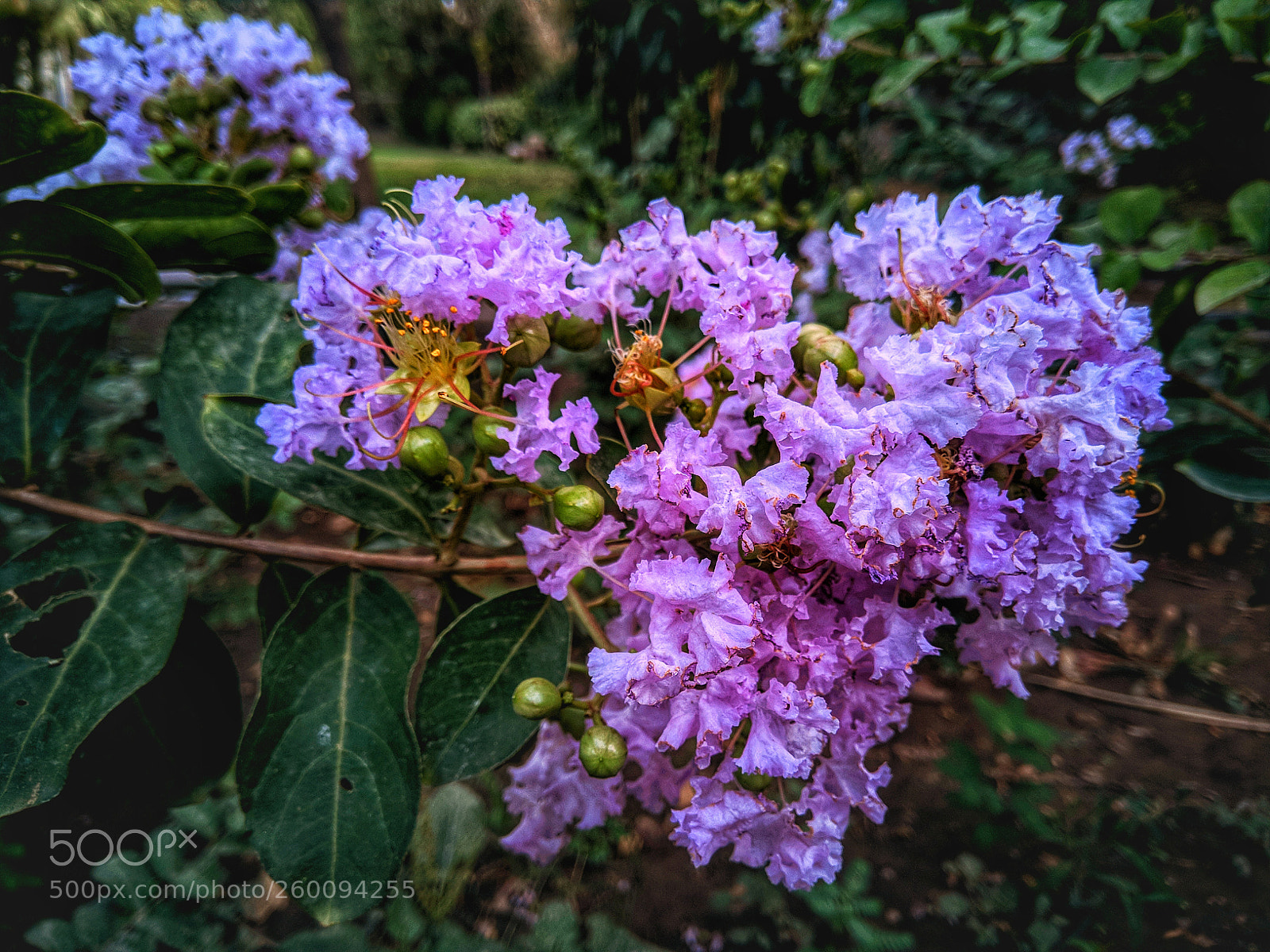 Xiaomi Redmi Note 4 sample photo. Untitled photography