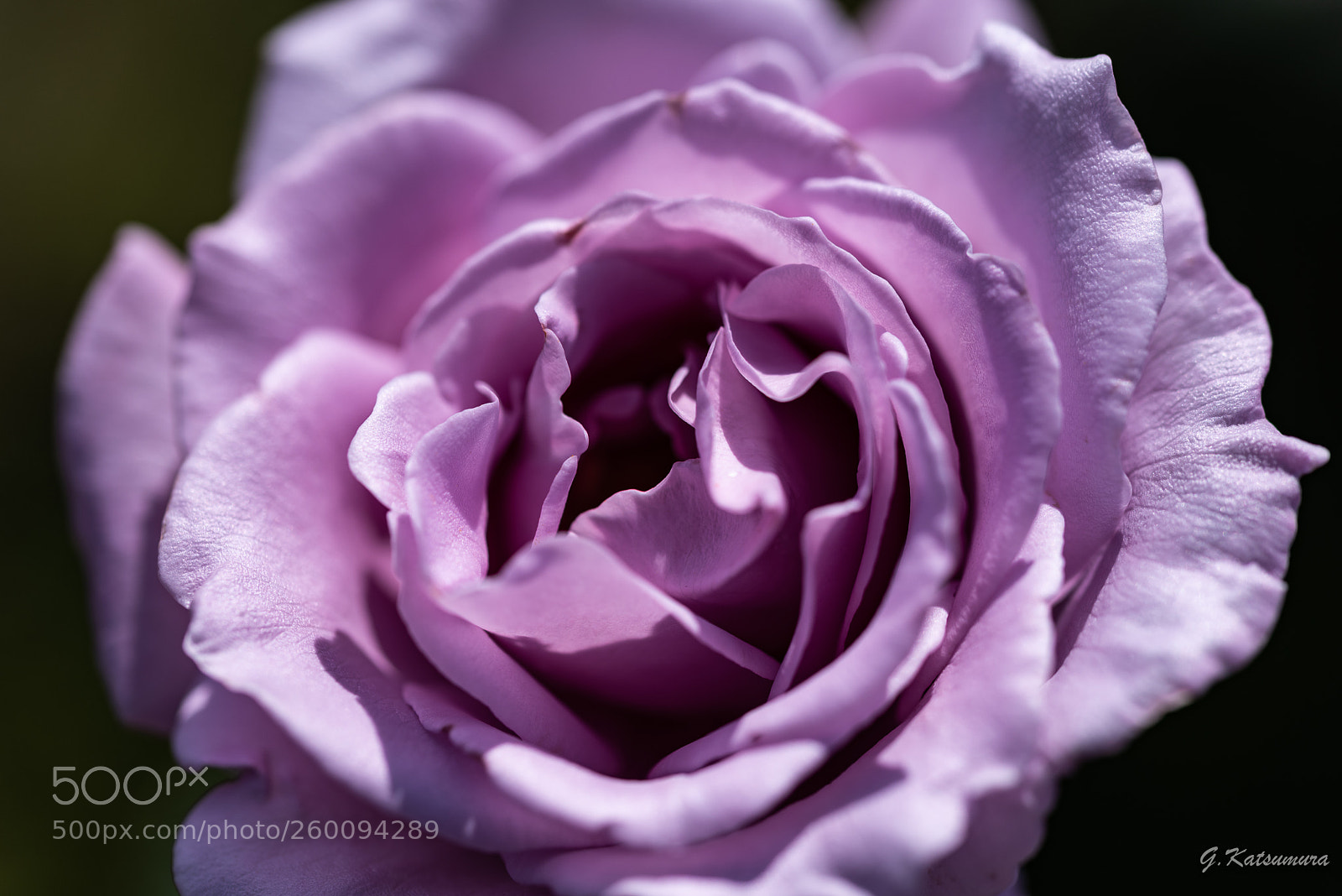 Nikon D750 sample photo. Purple rose photography
