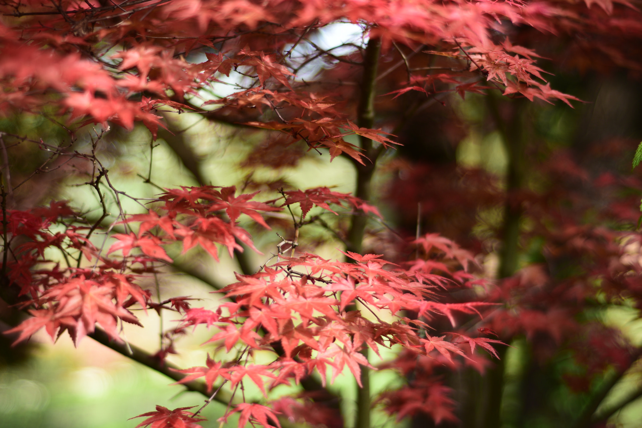 Nikon AF Nikkor 50mm F1.8D sample photo. Dsc photography