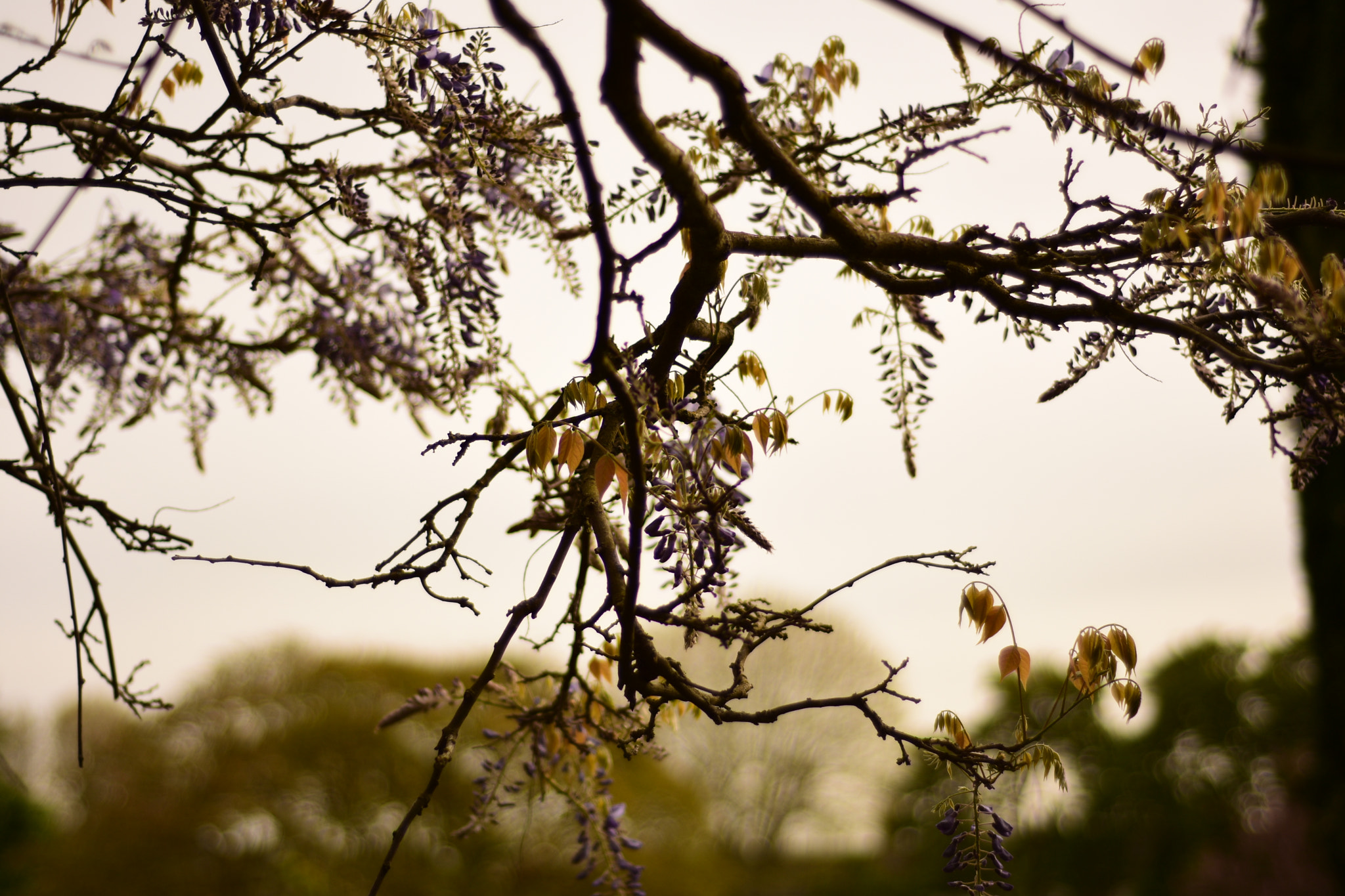 Nikon AF Nikkor 50mm F1.8D sample photo. Dsc photography