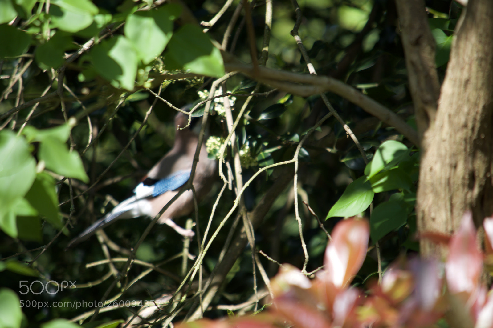 Nikon D7200 sample photo. Fullsizeoutput c photography