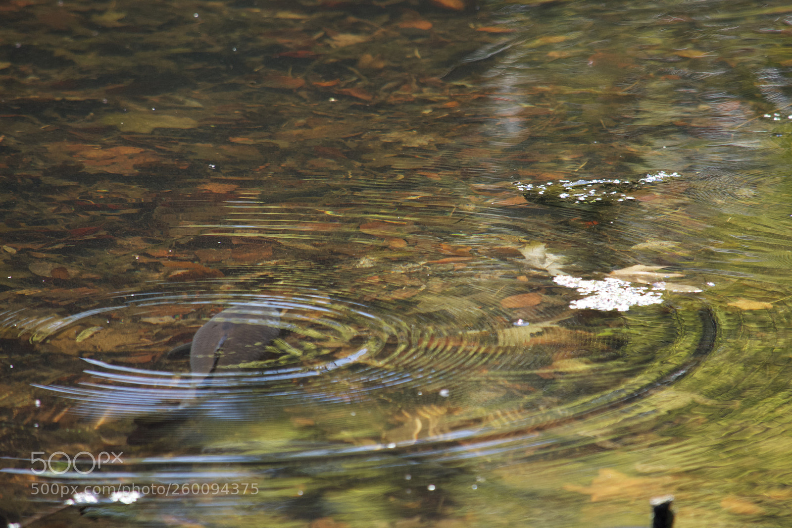 Nikon D7200 sample photo. Fullsizeoutput photography