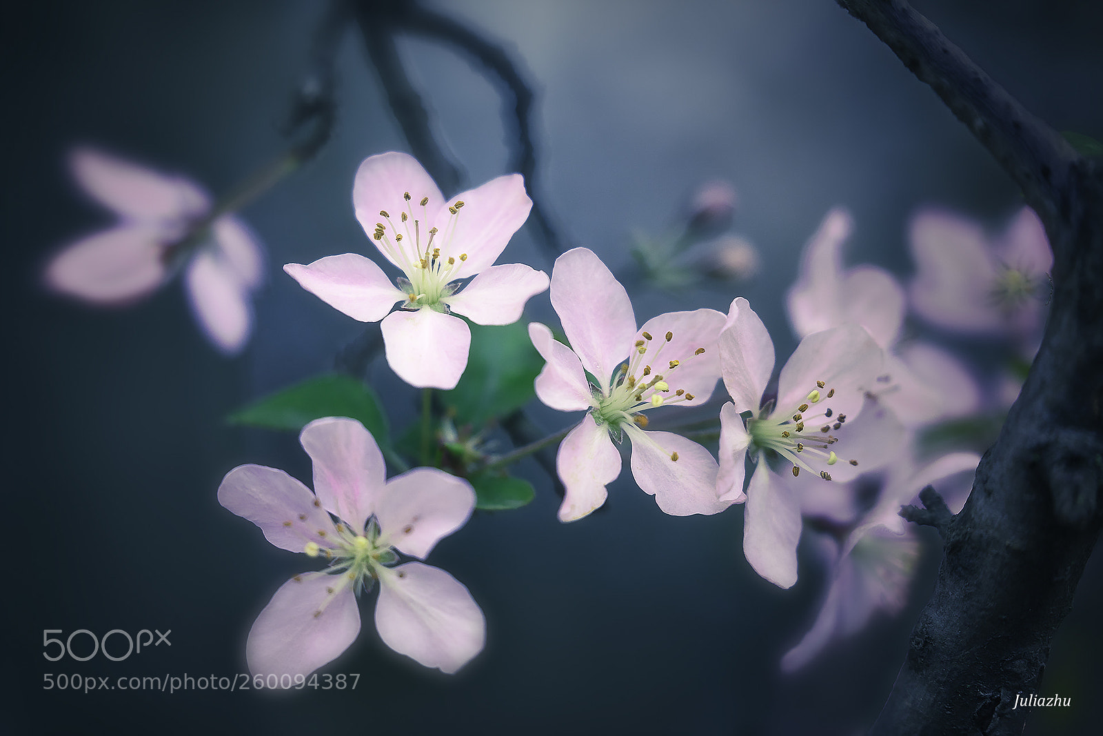Canon EOS 5D Mark IV sample photo. Flower photography
