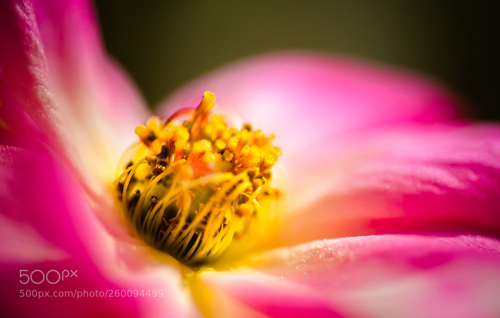 Nikon D700 sample photo. Inrose photography