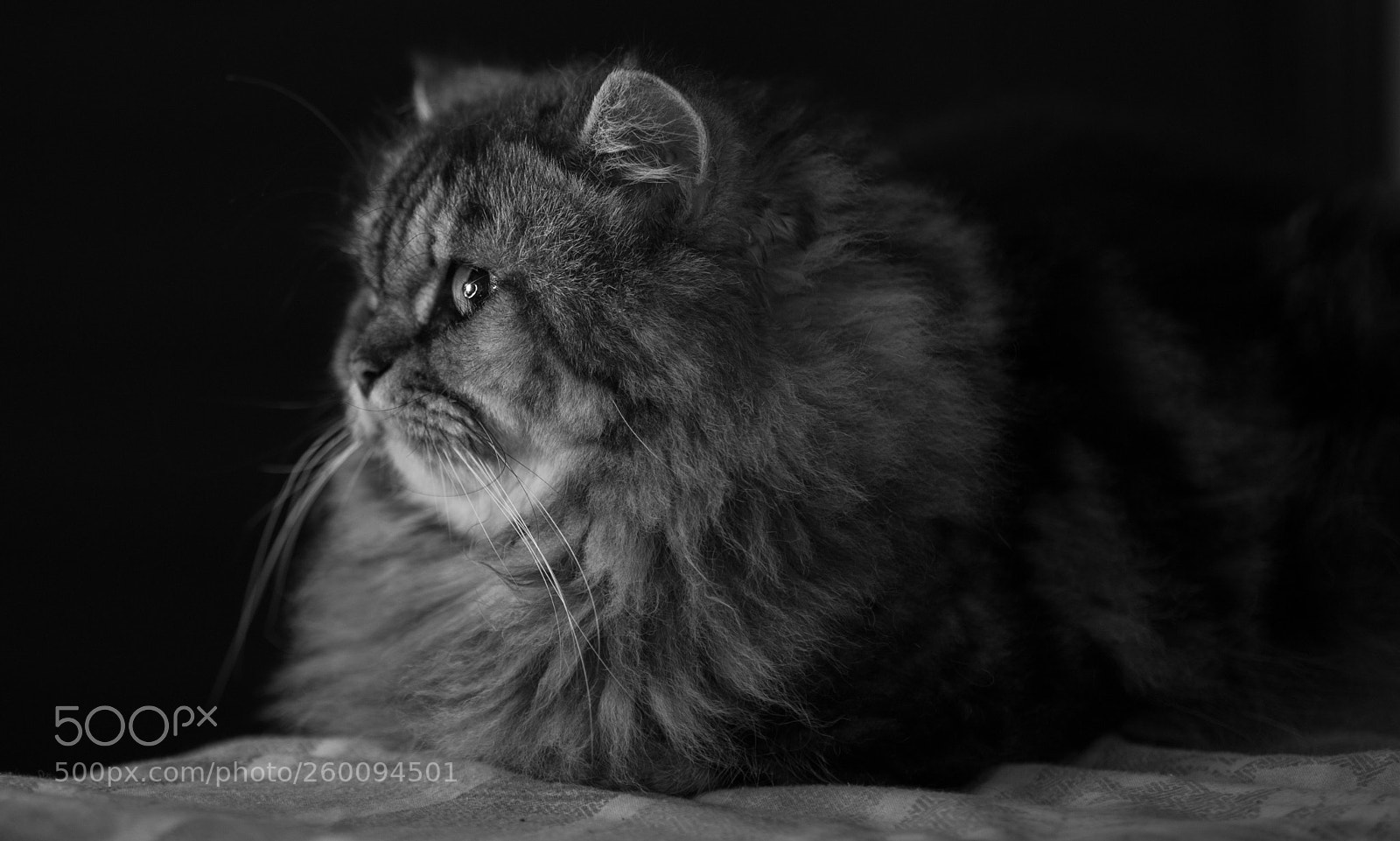 Nikon D700 sample photo. Lucian sitting idle photography
