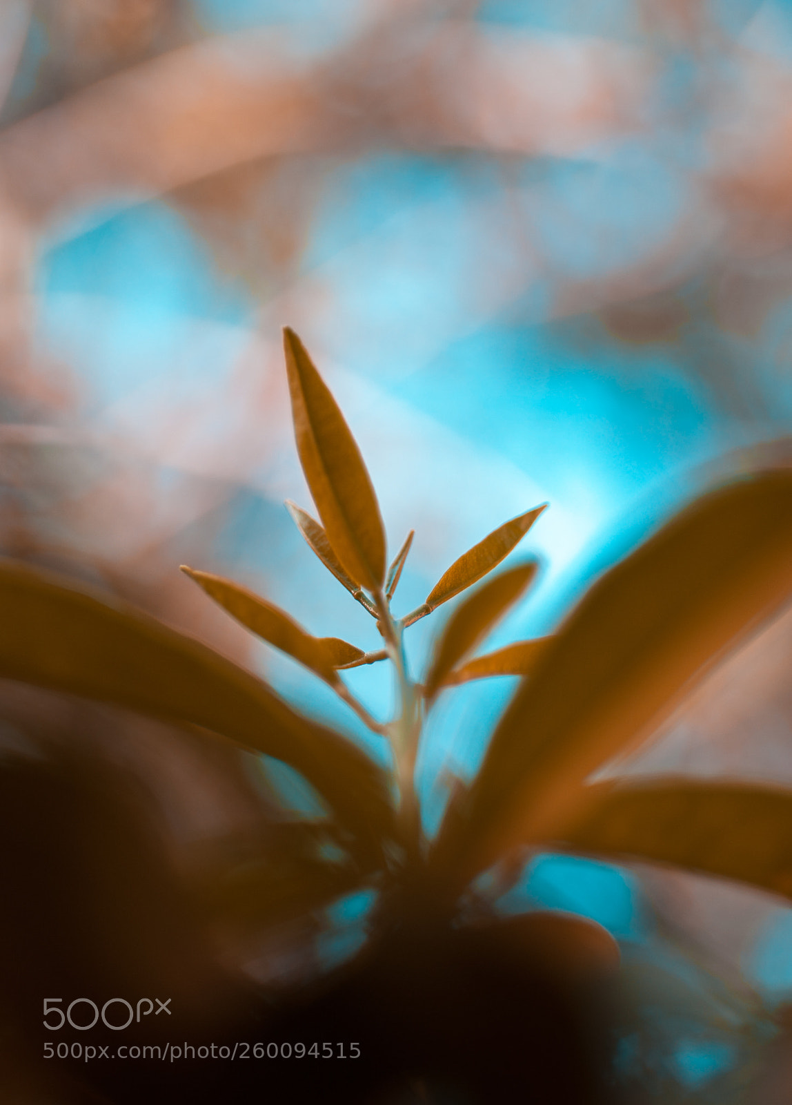 Nikon D700 sample photo. Growing up... photography