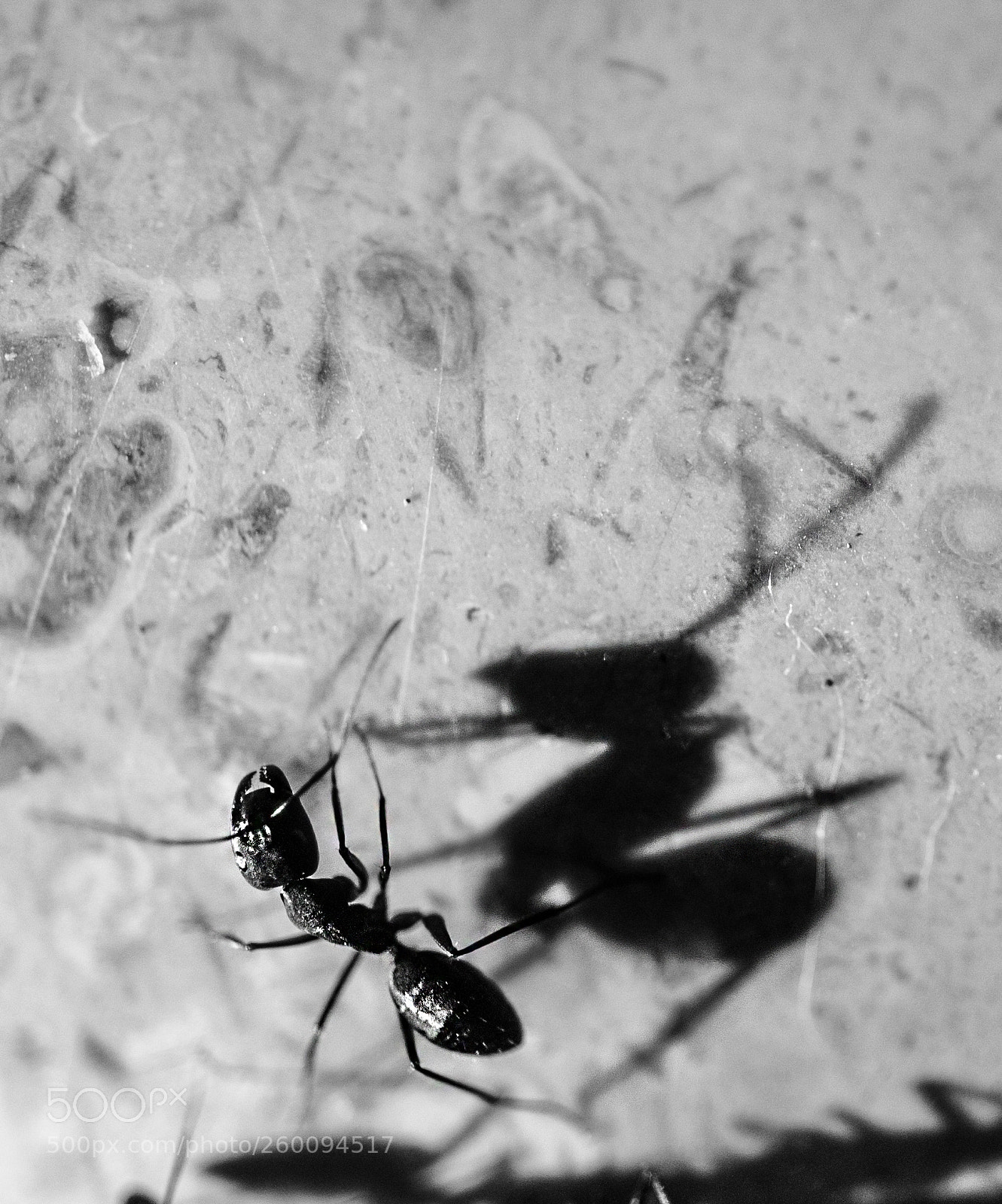 Nikon D700 sample photo. In my shadow photography
