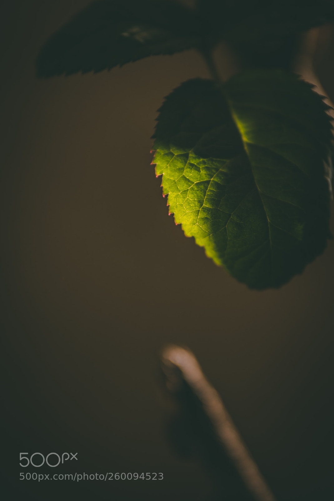 Nikon D750 sample photo. Peaking photography
