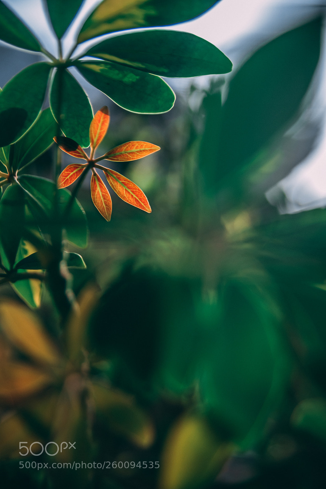 Nikon D750 sample photo. I am orange photography