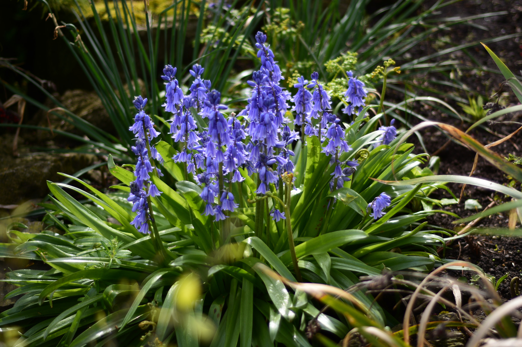 Nikon AF Nikkor 50mm F1.8D sample photo. Dsc photography