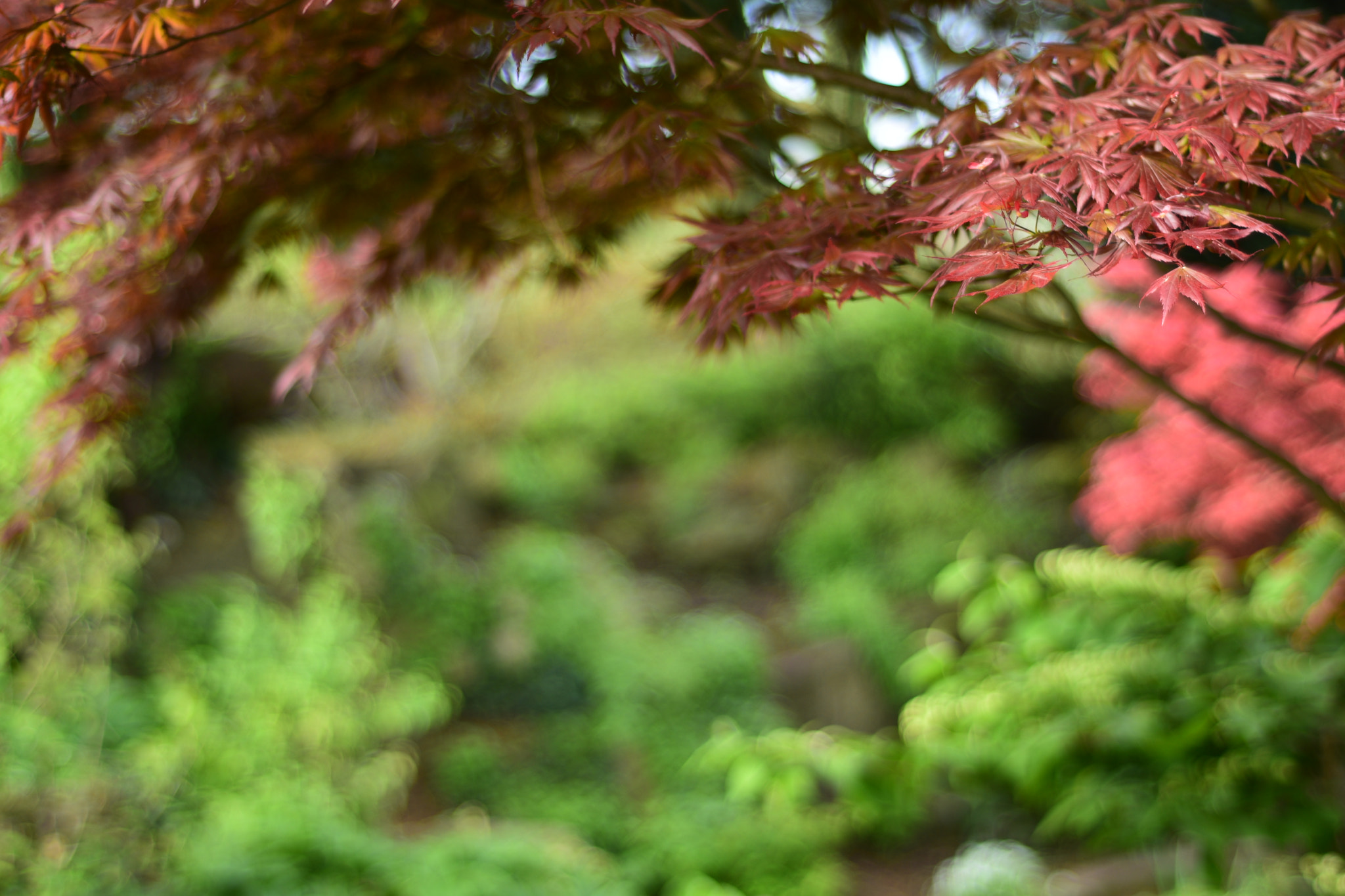Nikon AF Nikkor 50mm F1.8D sample photo. Dsc photography