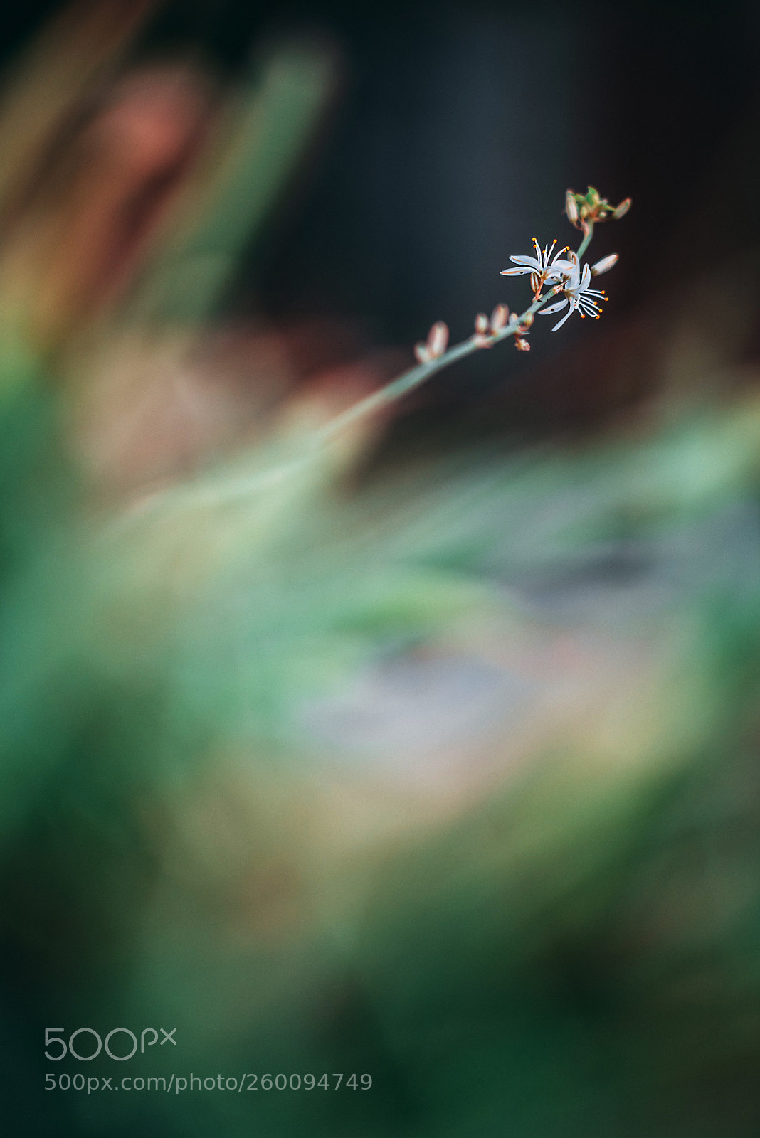 Nikon D750 sample photo. Spider plant blooming photography