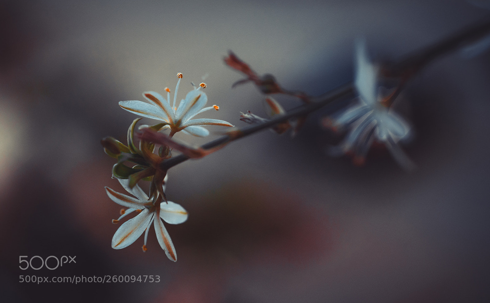 Nikon D750 sample photo. Tiny flowers photography