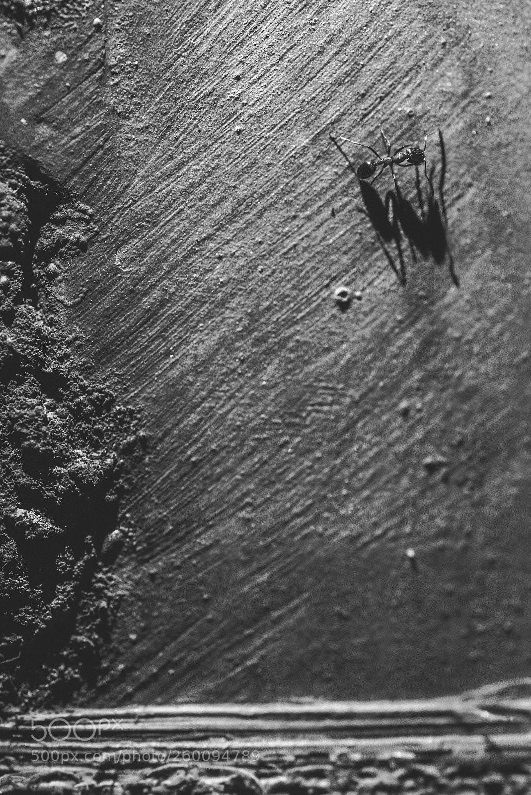 Nikon D750 sample photo. My shadow photography