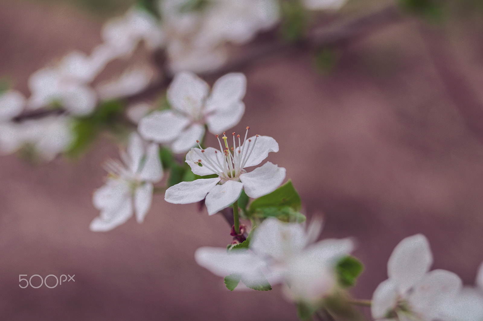 Sony SLT-A68 sample photo. *** photography