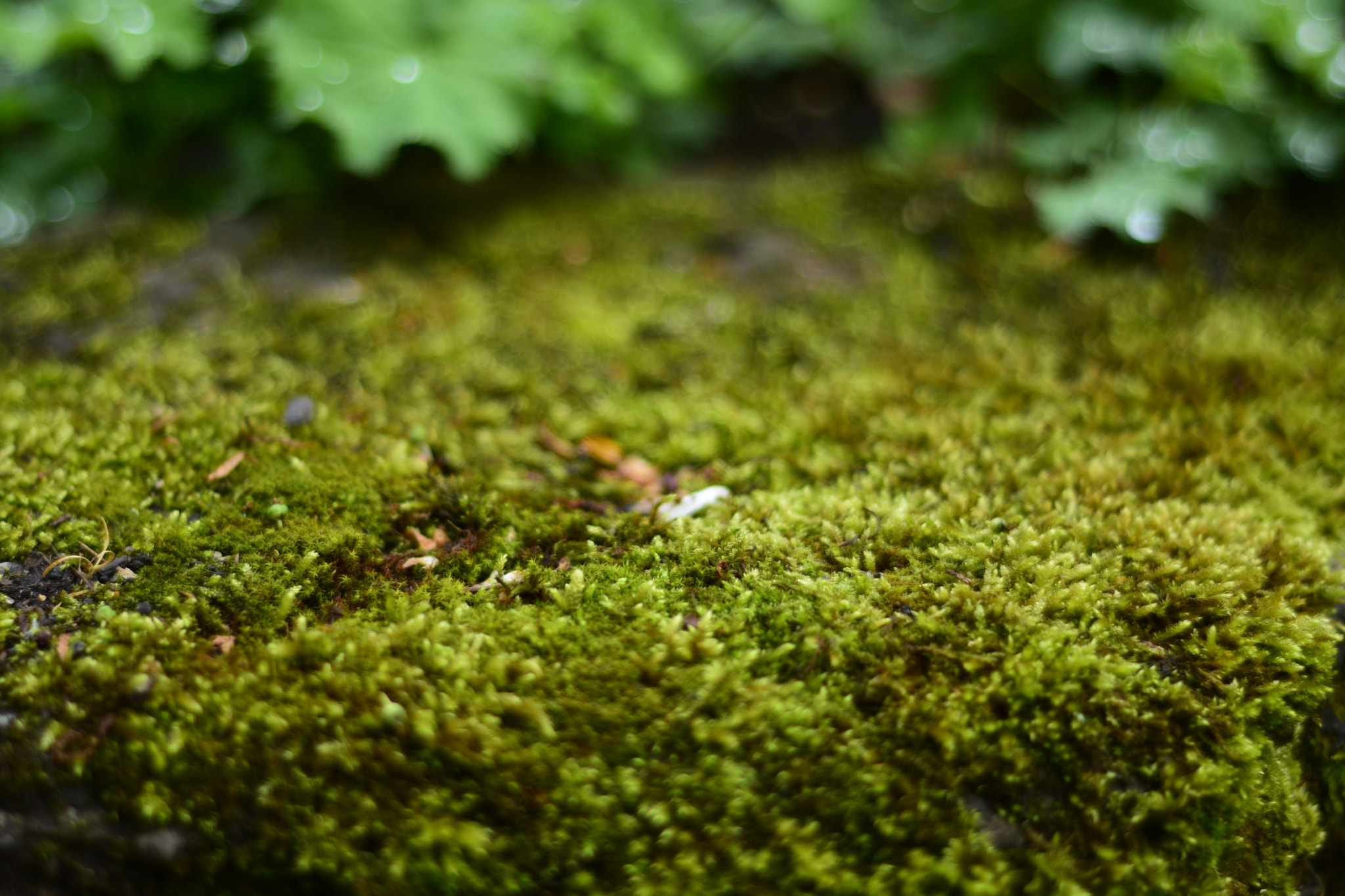 Nikon AF Nikkor 50mm F1.8D sample photo. Dsc photography