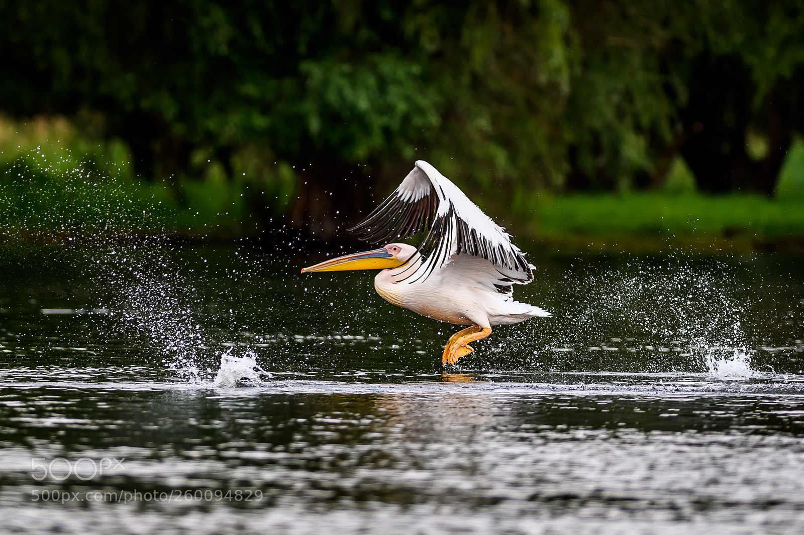 Nikon D5 sample photo. Pelican taking off photography