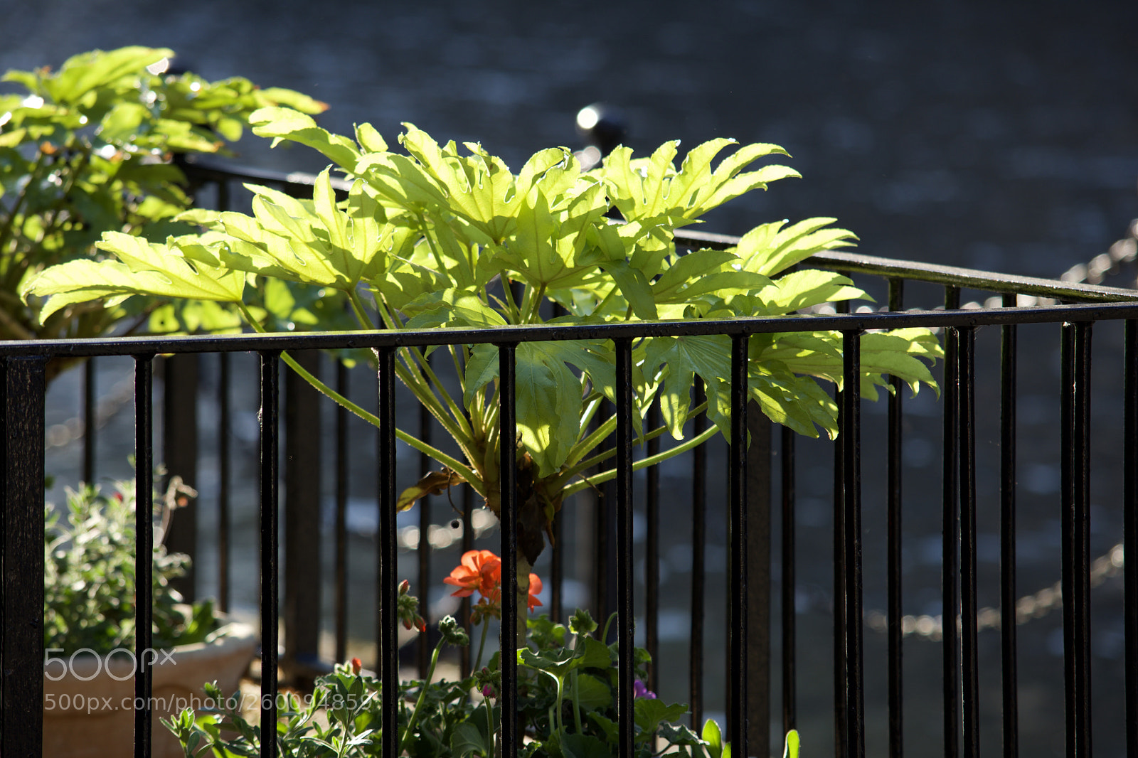 Nikon D7200 sample photo. Fullsizeoutput ad photography