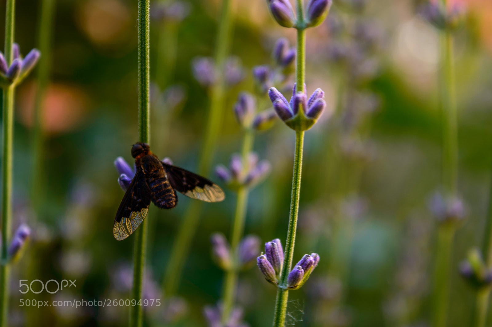 Nikon D3200 sample photo. P.s. wear your little photography