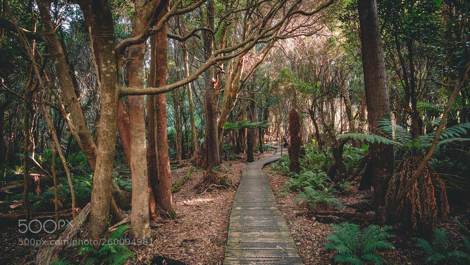 Fujifilm X-T10 sample photo. Gondwanan swampy forest at photography