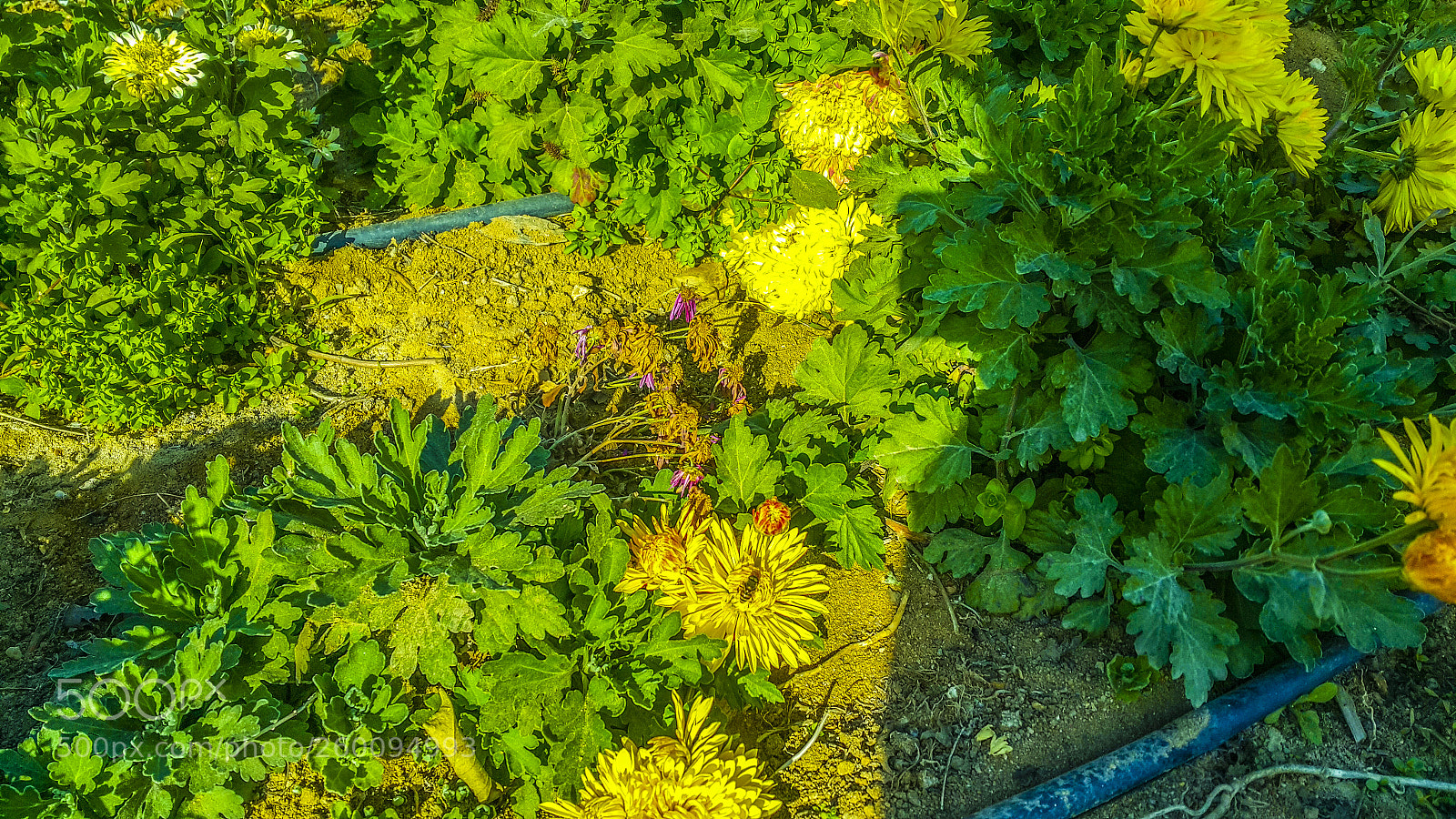 Samsung Galaxy Note4 sample photo. Bee in flowers field photography