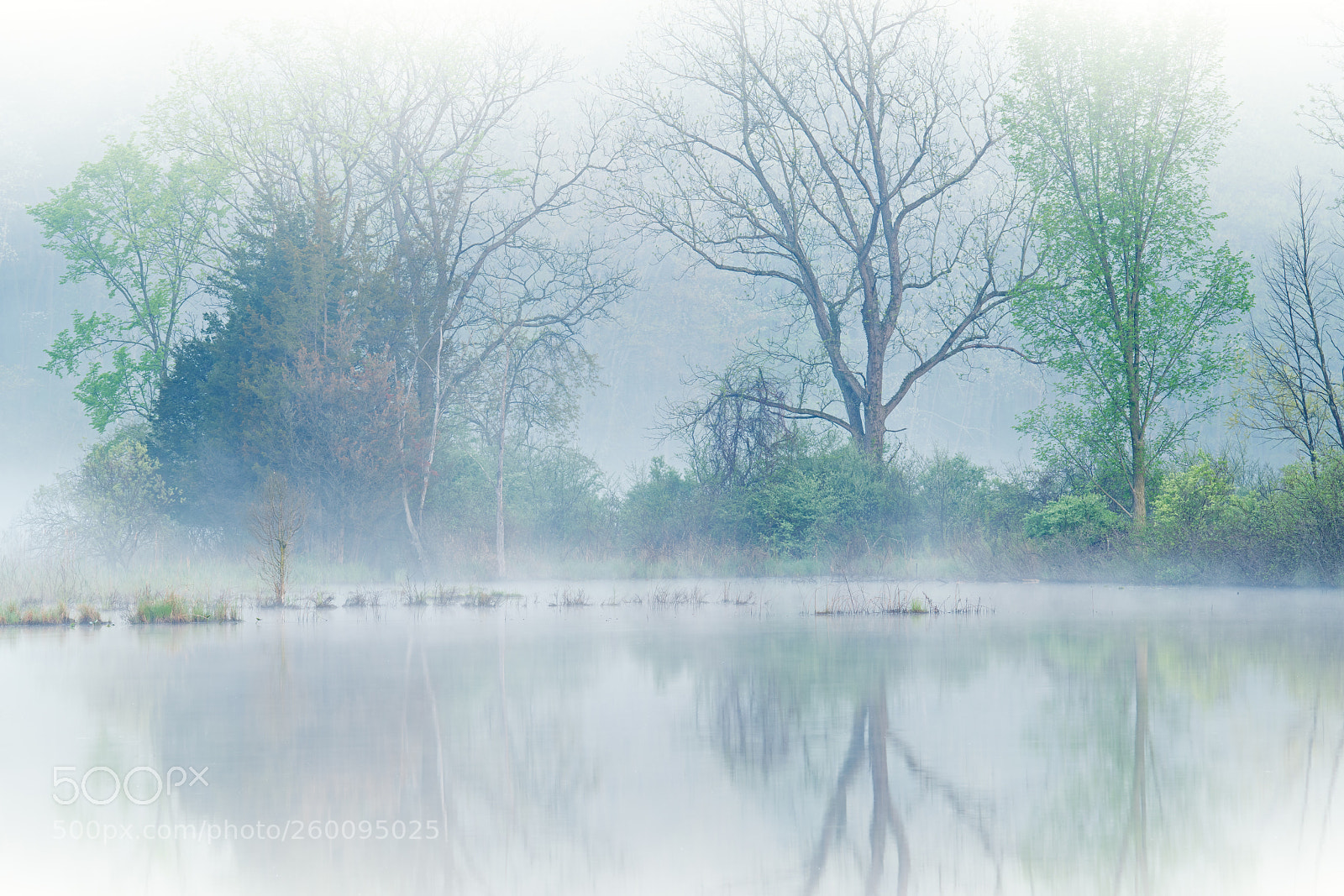 Nikon D850 sample photo. Spring shoreline in fog photography