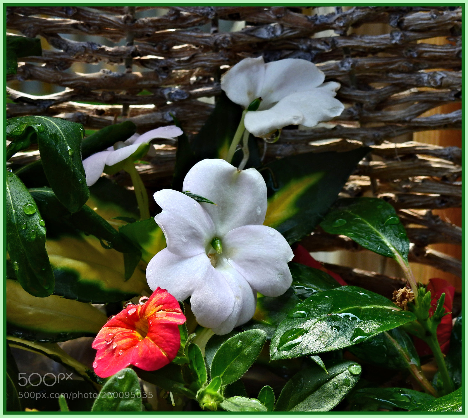 Nikon Coolpix P900 sample photo. Flower basket photography